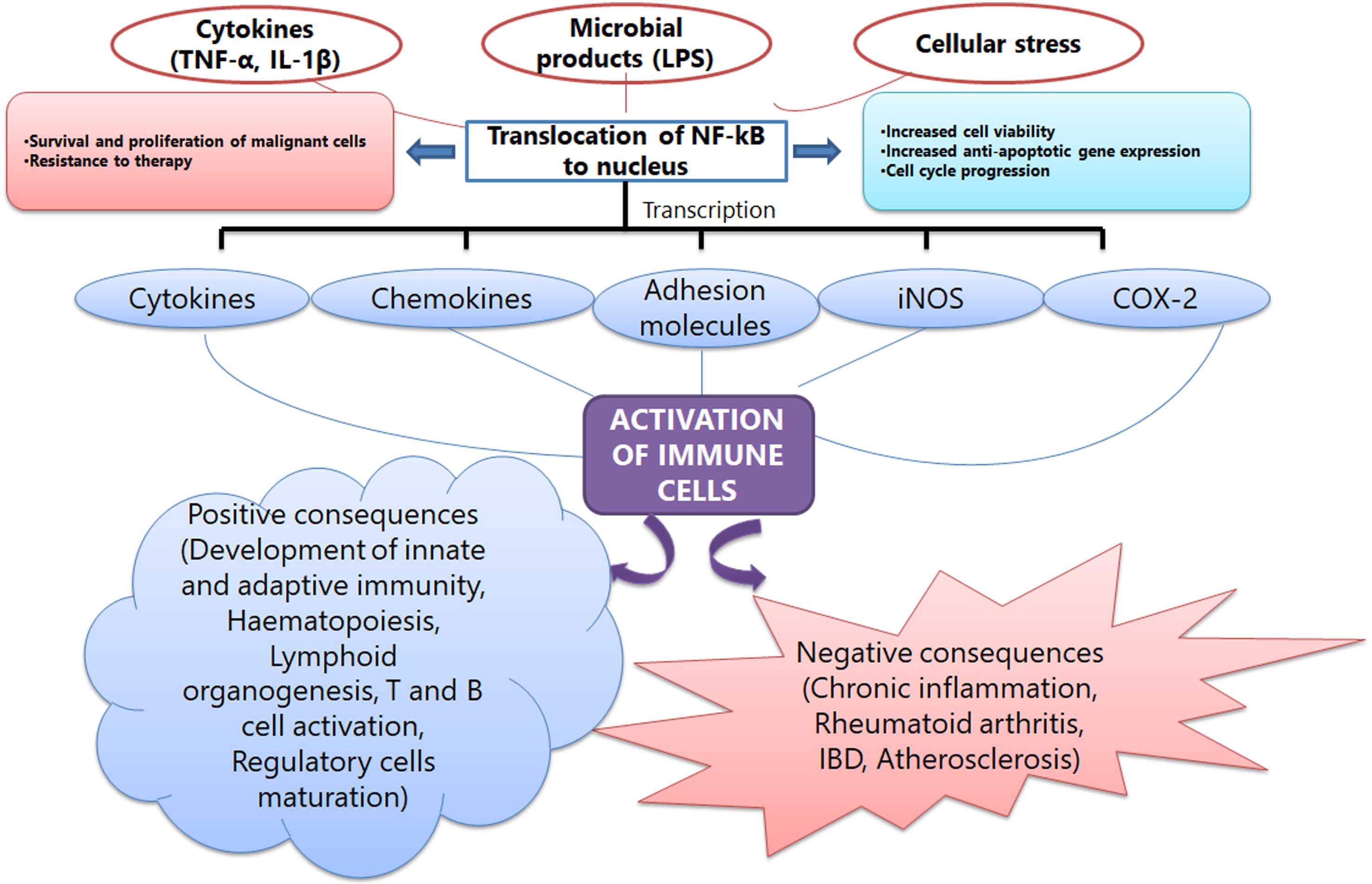 NF-κB signaling pathway: Activation of immune cells and its consequences.