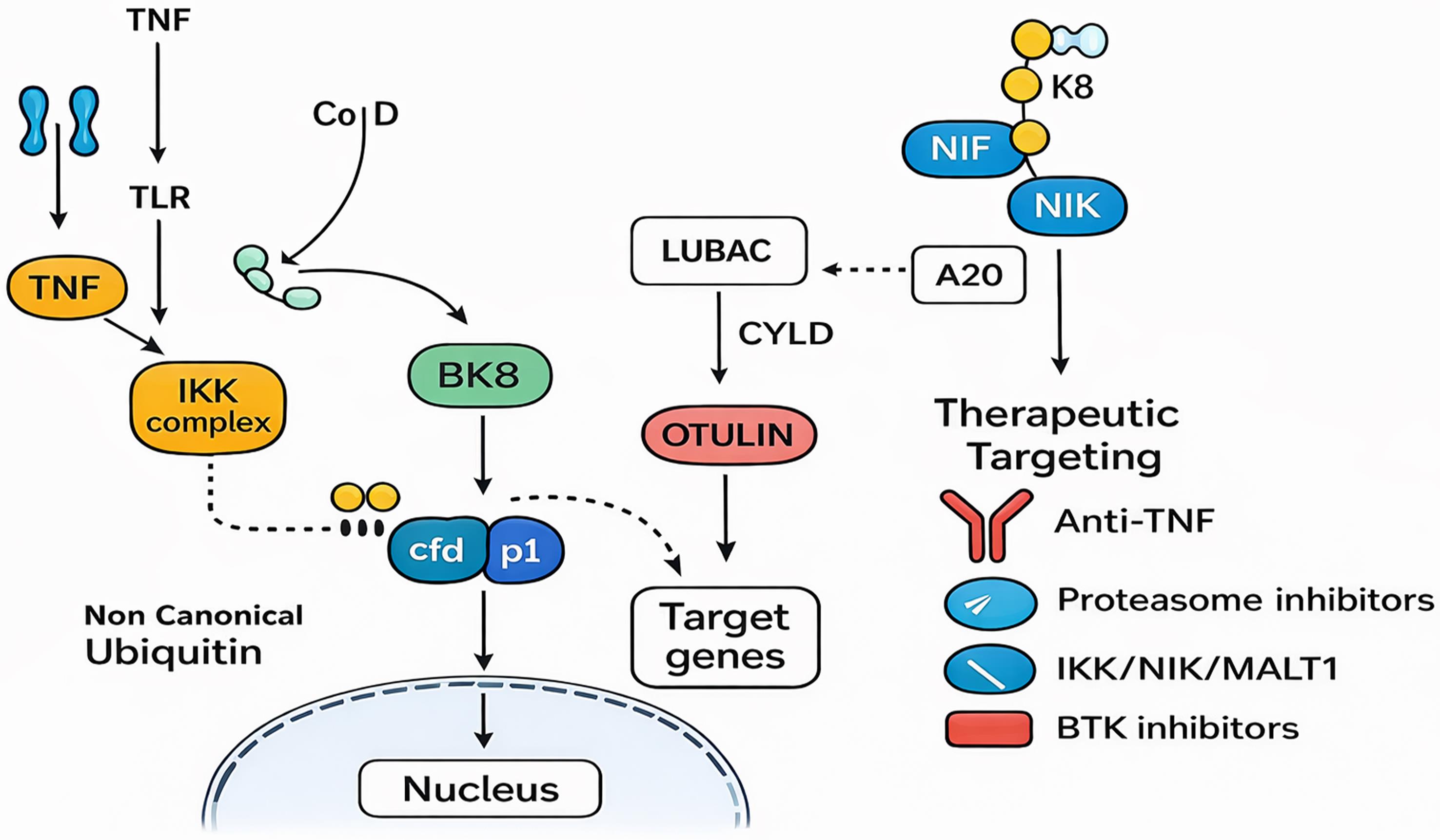 NF-κB signaling pathway and therapeutic targets.