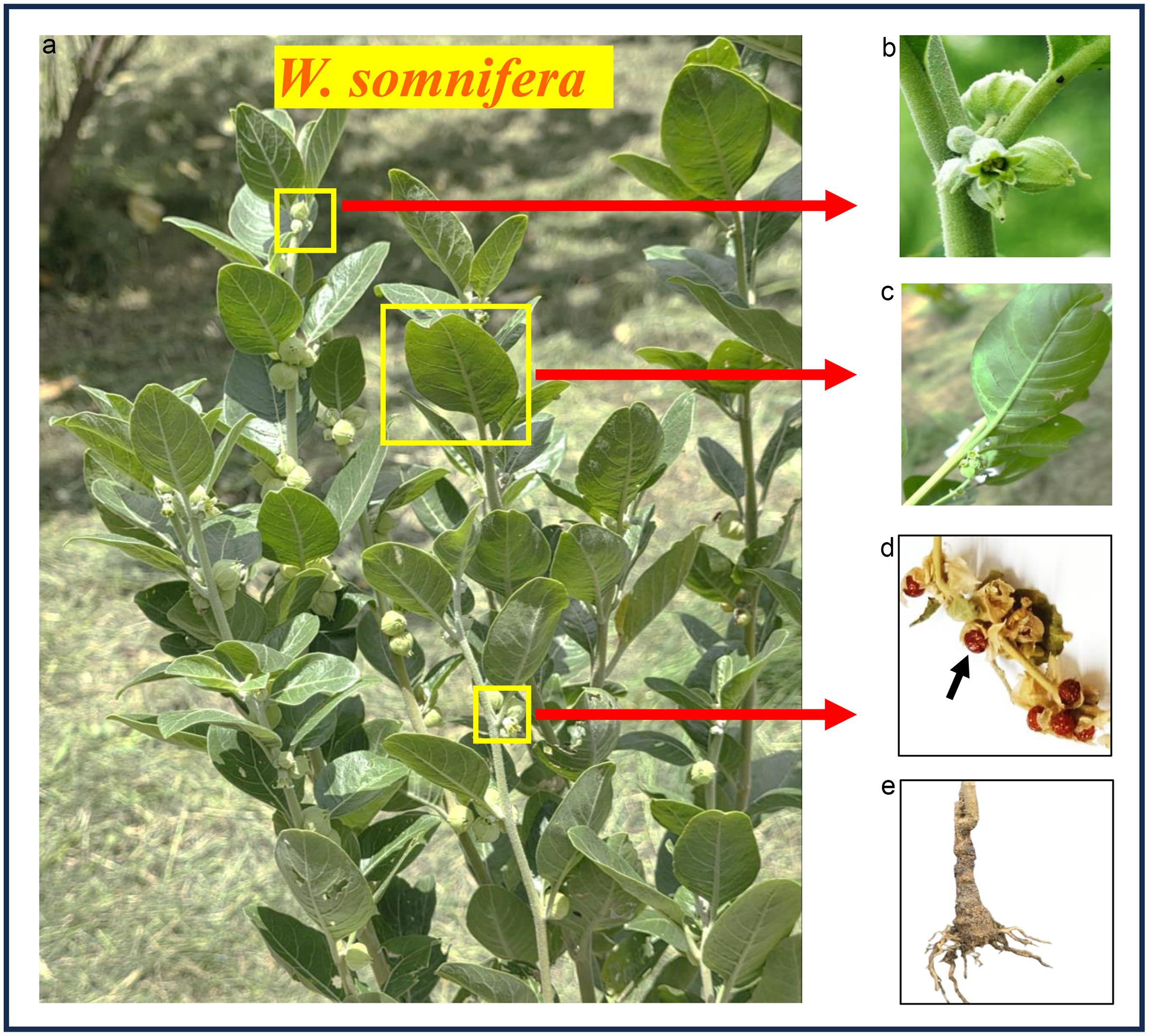 Different plant parts of <italic>W. somnifera</italic>.