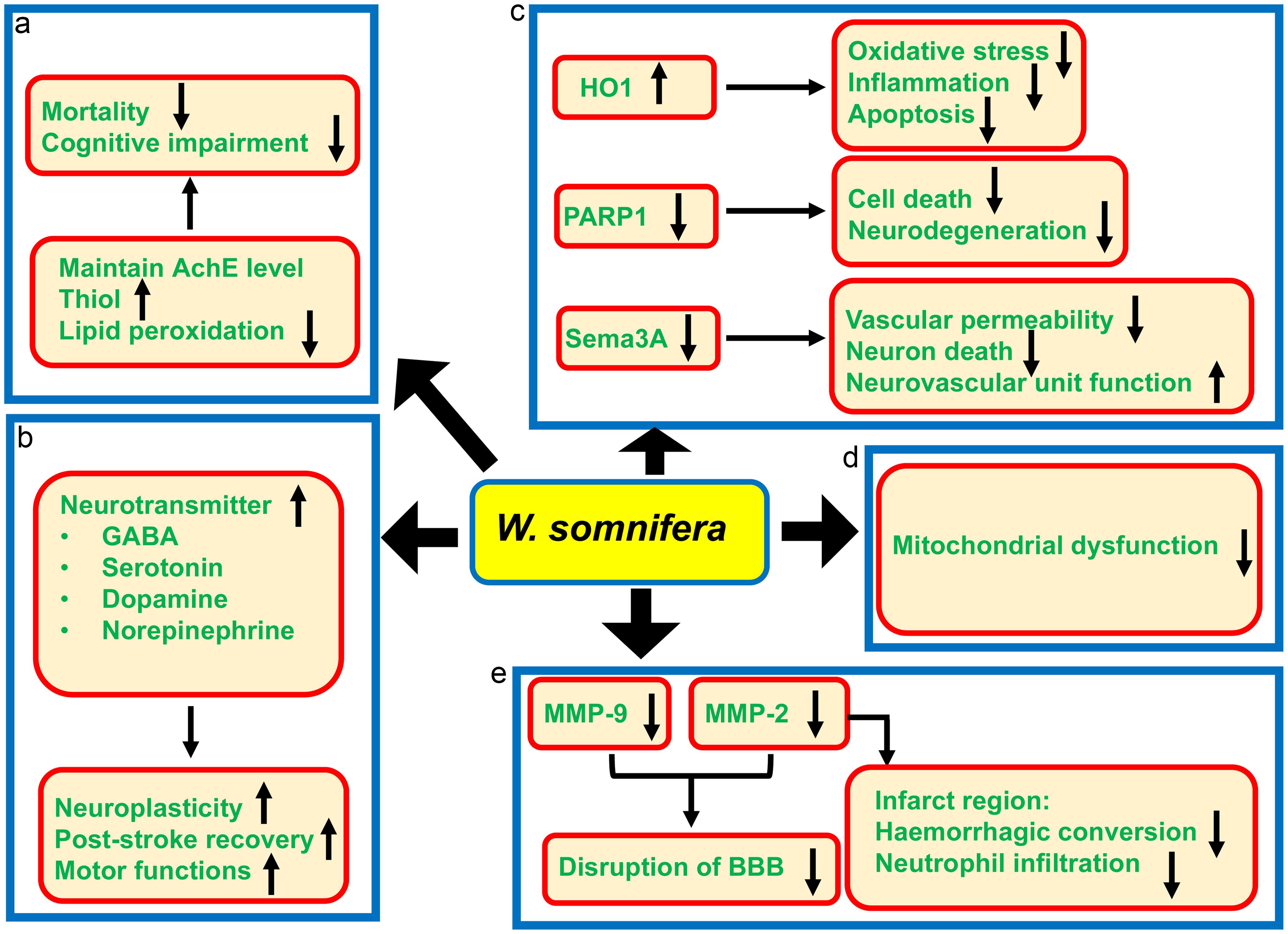 The neuroprotective functions of <italic>W. somnifera</italic> in regulating different molecular events in stroke.
