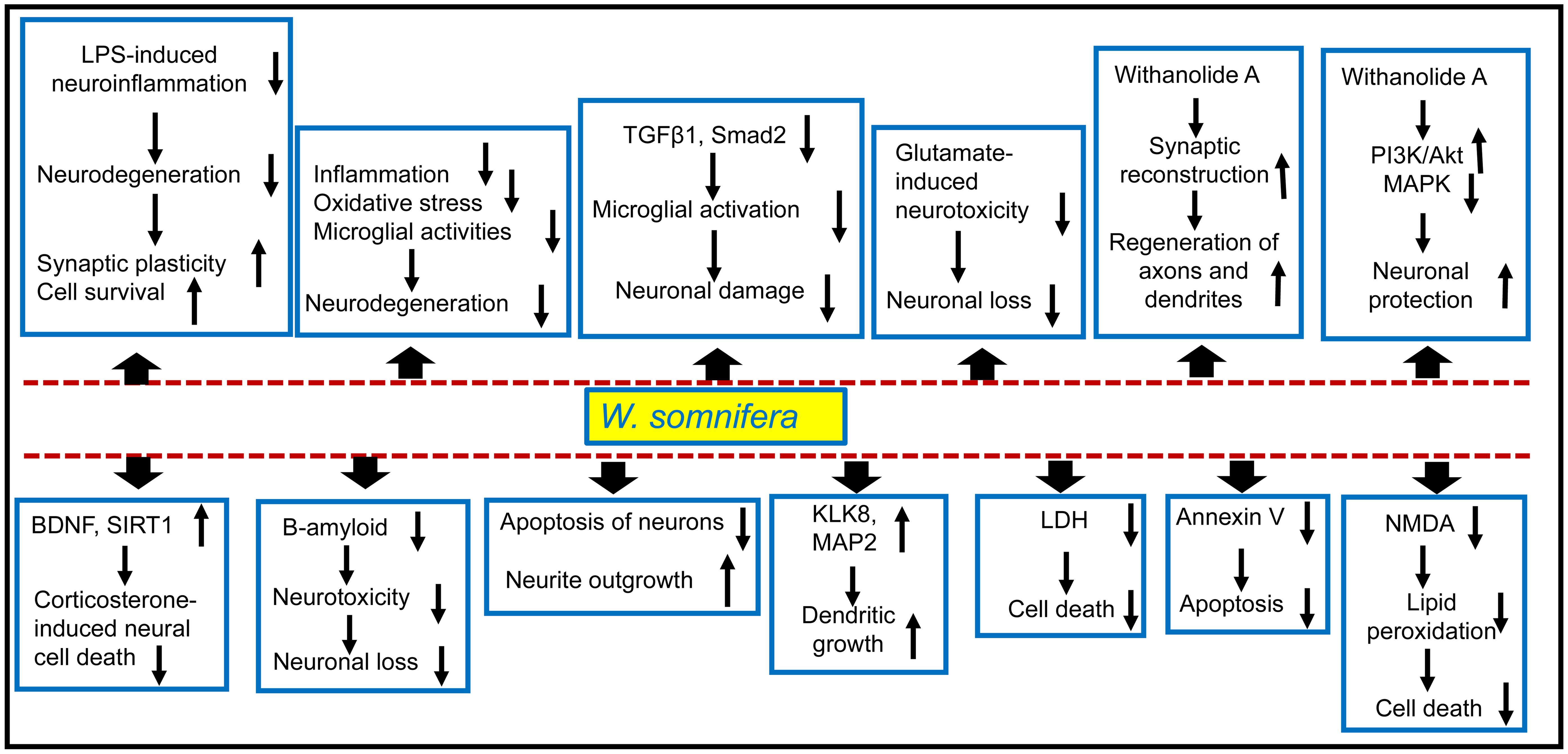 Regulation of different molecular mechanisms by <italic>W. somnifera</italic> to decrease neuronal loss and increase neural plasticity.