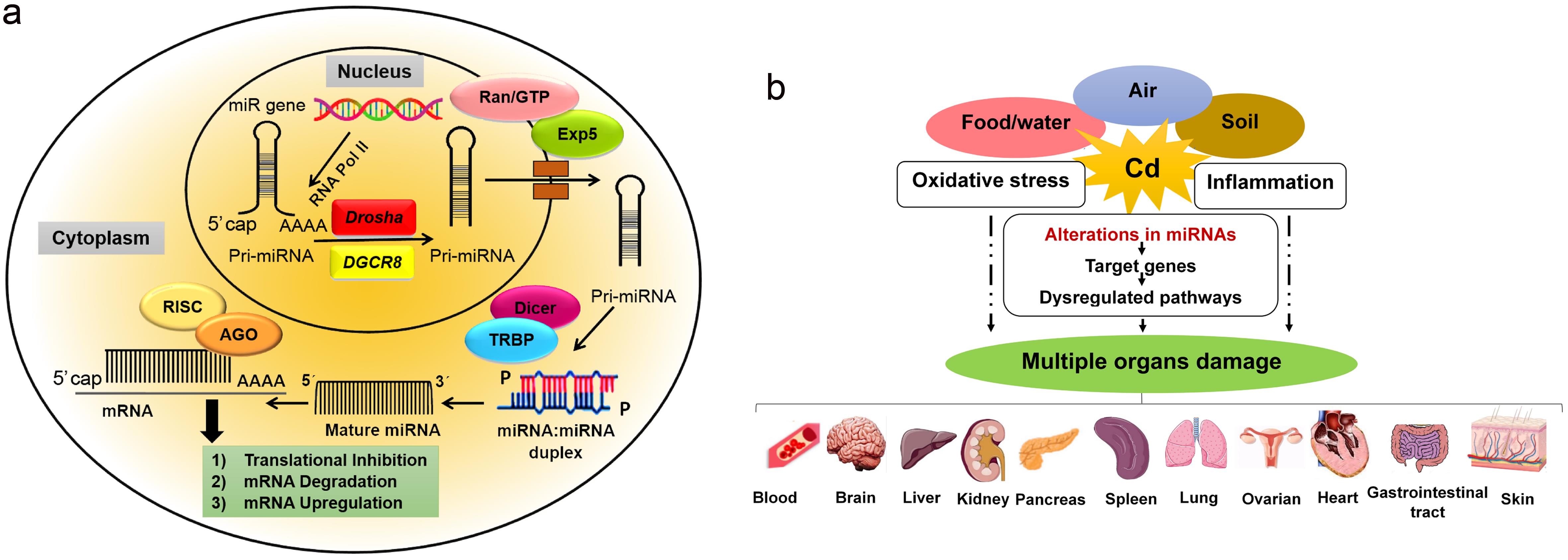 The miRNA biogenesis and toxic roles of Cd  on the different organs of human.