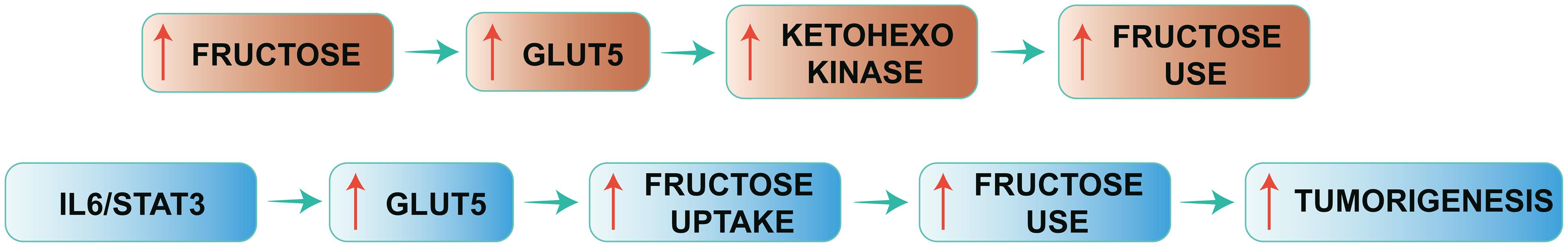 Relationship among fructose metabolism, glut5, hexokinase and tumorigenesis.
