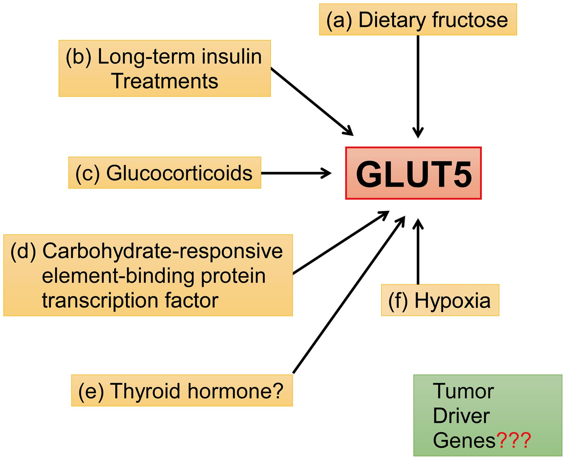 Regulatory mechanisms of GLUT5.