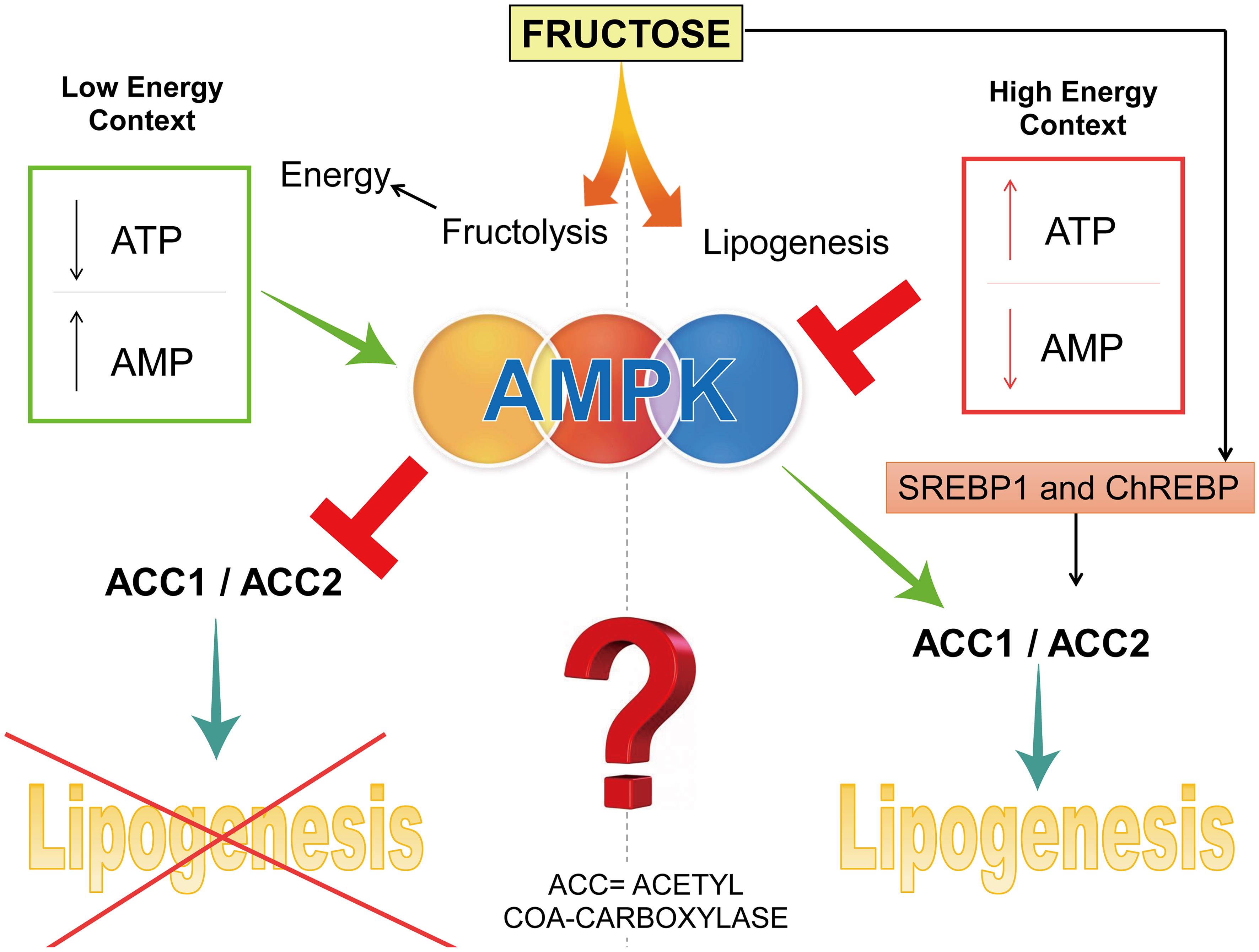 Possible relationships between high fructose intake, insulin resistance, obesity, metabolic syndrome, lipogenic phenotype, and cancer.