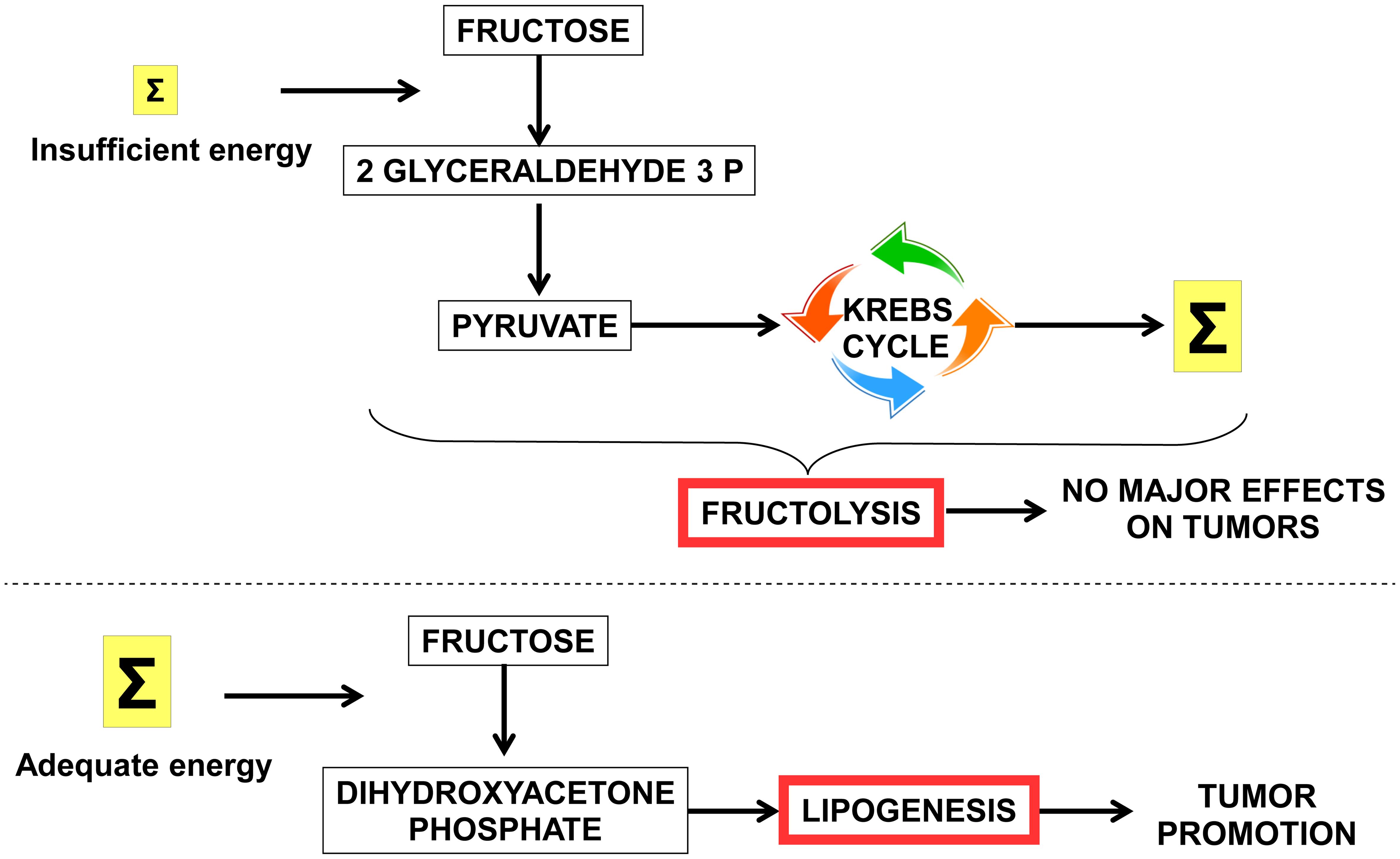 Context-dependent metabolism of fructose.