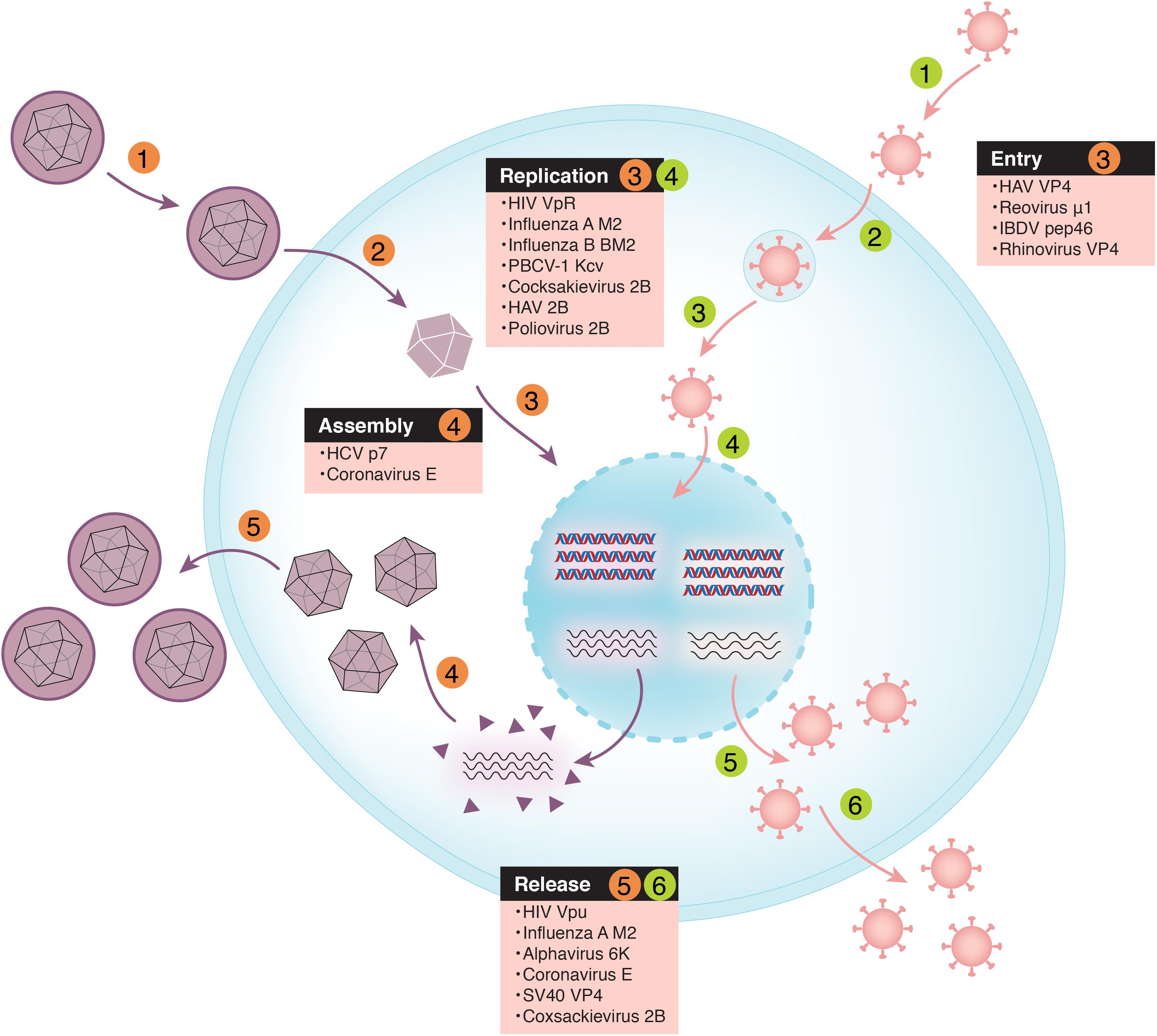 General schematic showing various steps in the life cycle of enveloped and non-enveloped viruses and the involvement of viroporins or viral membrane penetrating peptides.
