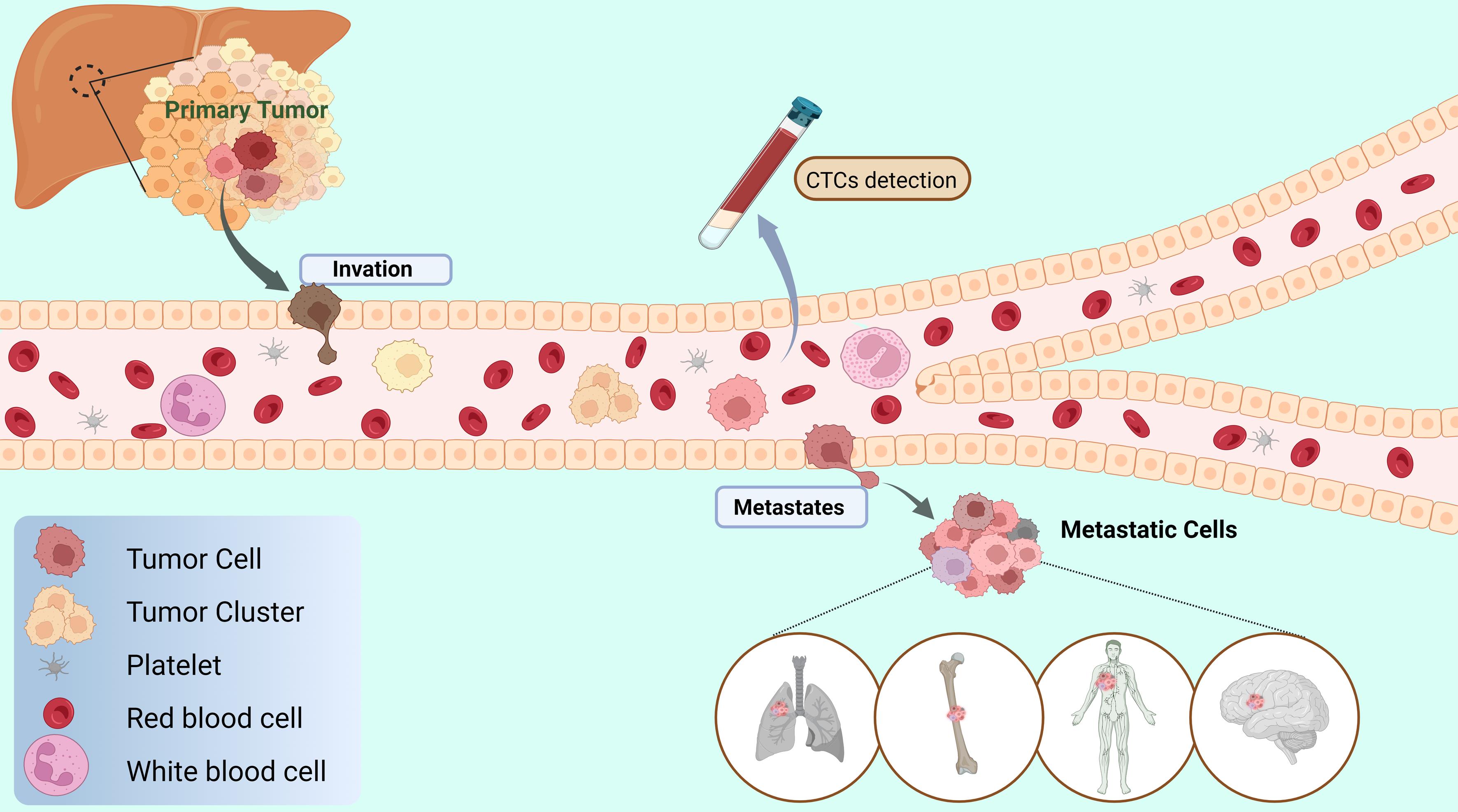 The process of circulating tumor cells (CTCs) formation, invasion, and migration.