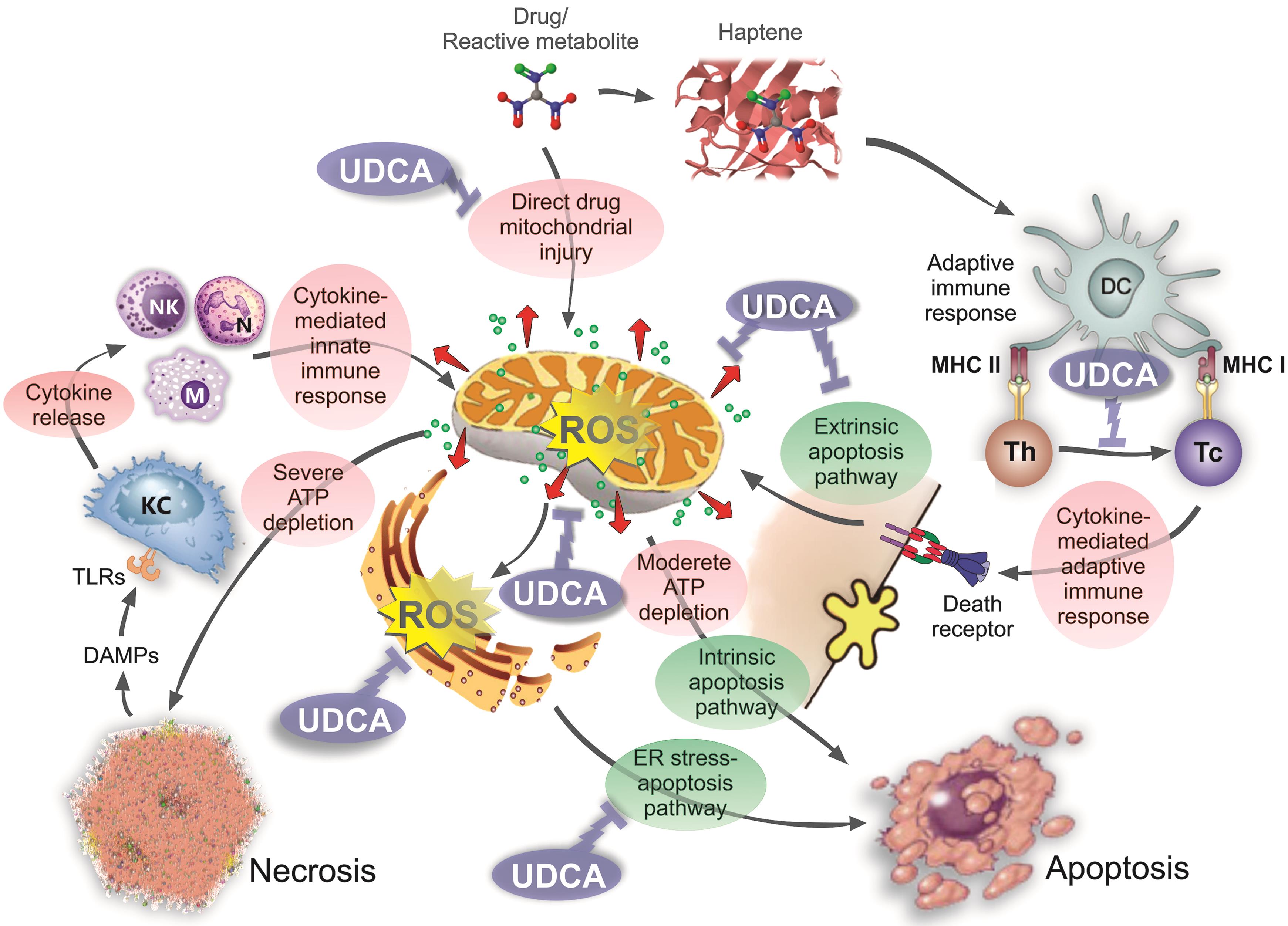 Pathomechanisms of “hepatocellular” DILI, and possible beneficial mechanisms of UDCA.