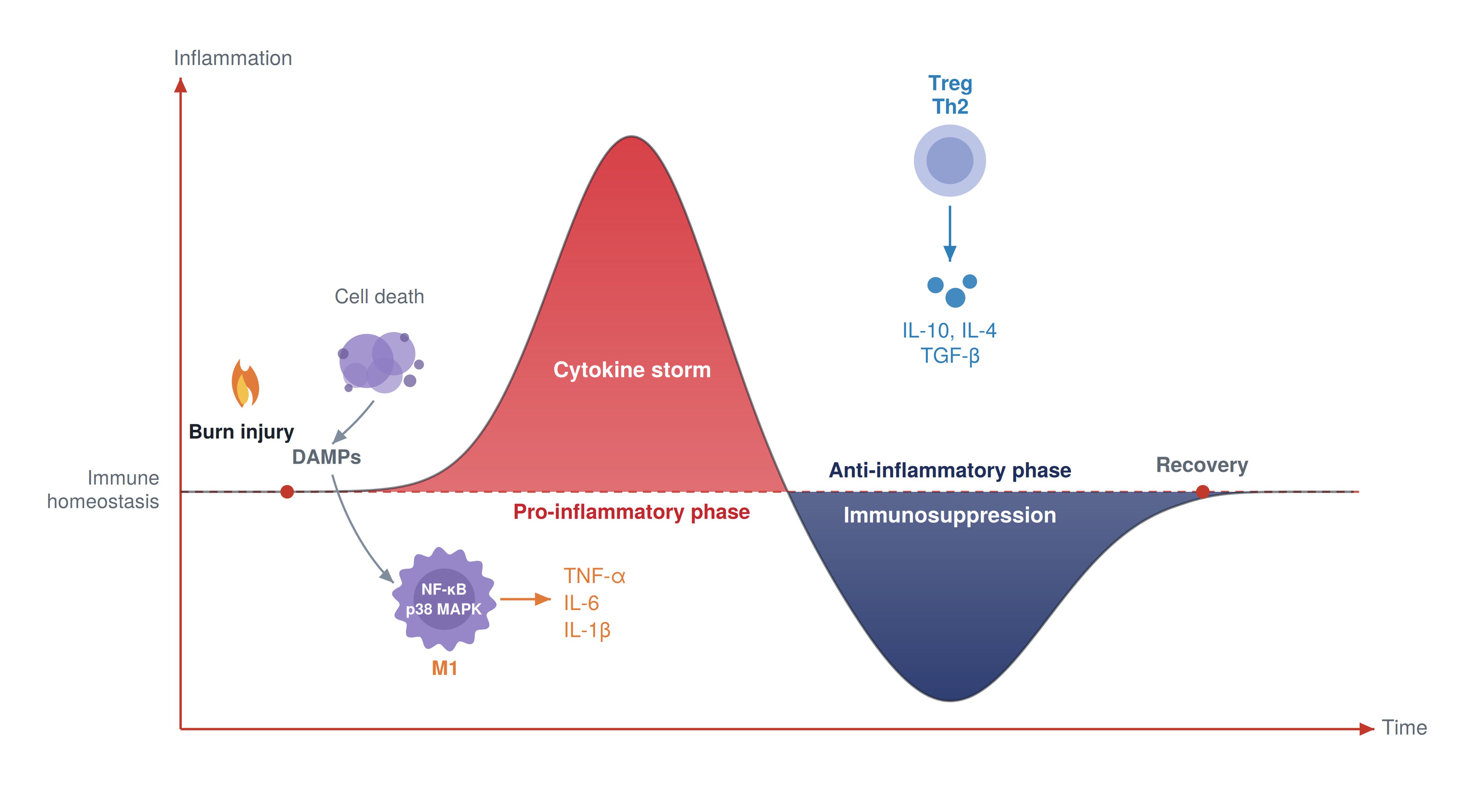 Immuno-inflammatory response following burn injury.