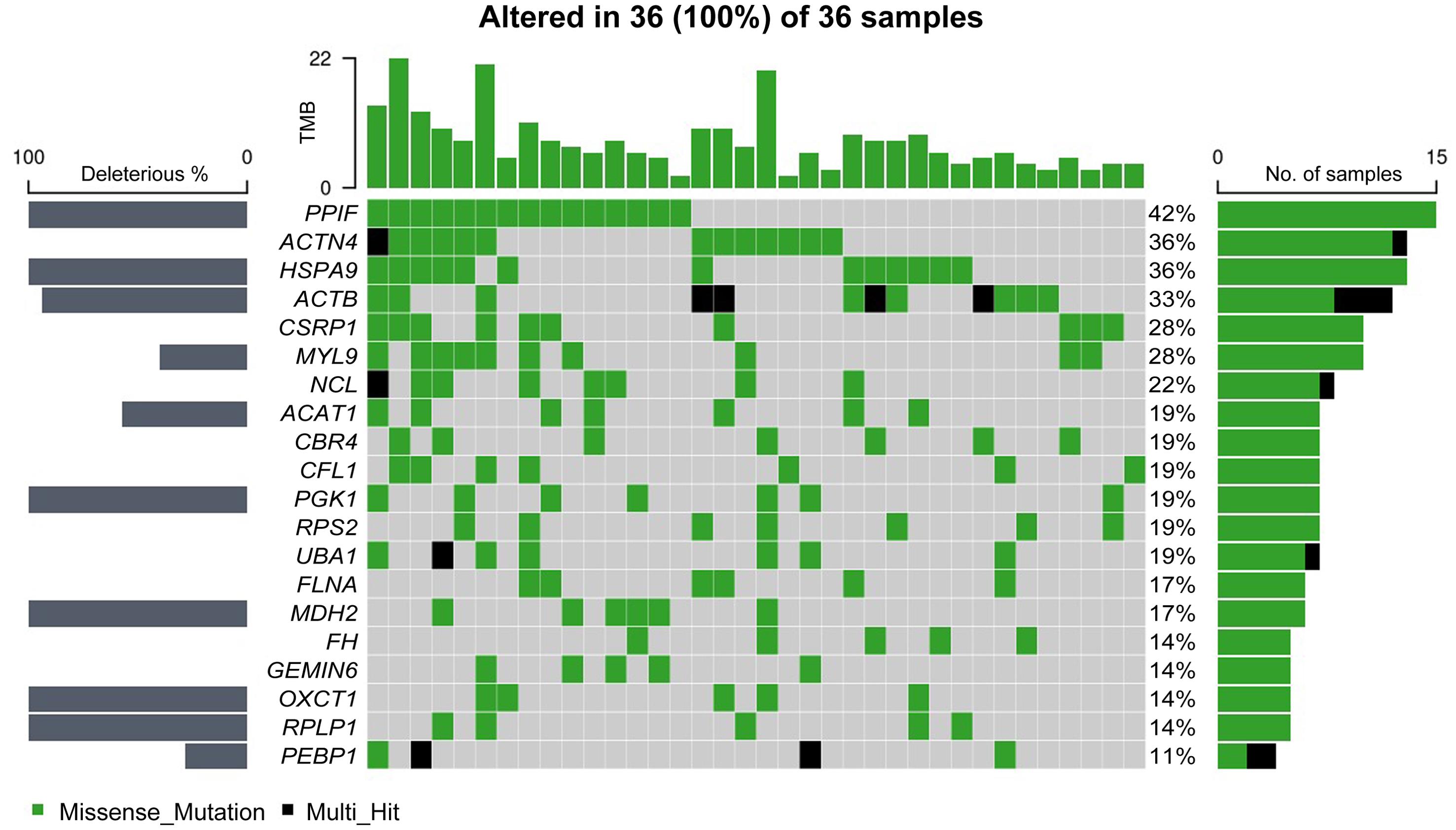 Mutation distribution across 36 samples, visualized in an oncoplot.