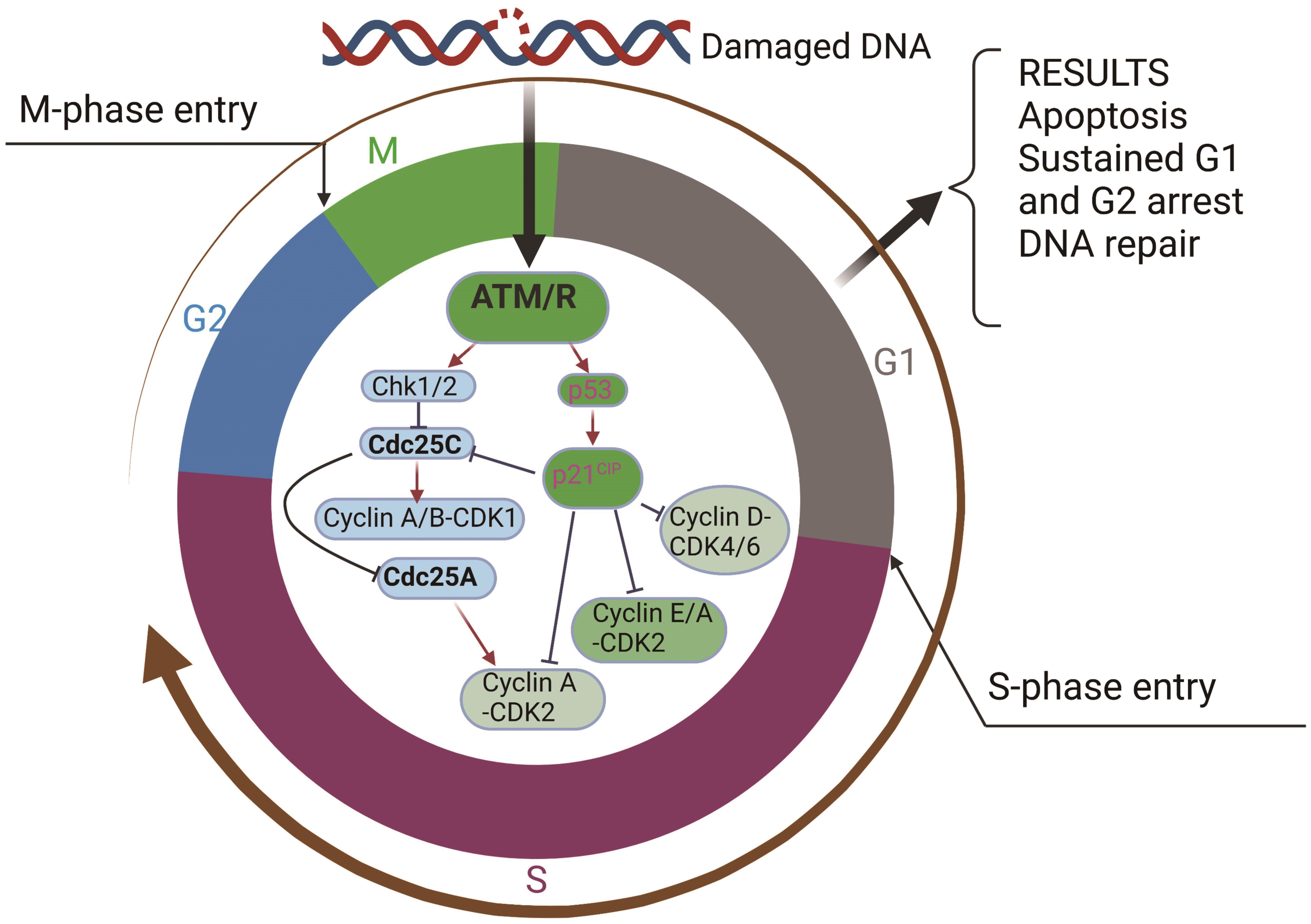 The pathway of checkpoint controls by ATM in the cell cycle.
