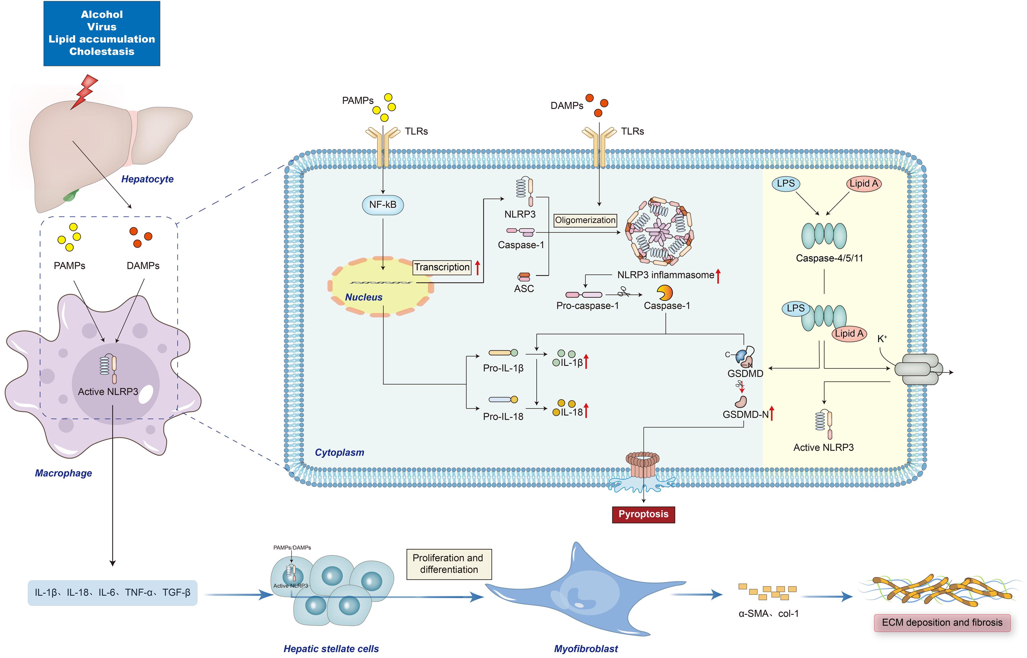 Progress in the Correlation Between Inflammasome NLRP3 and Liver Fibrosis