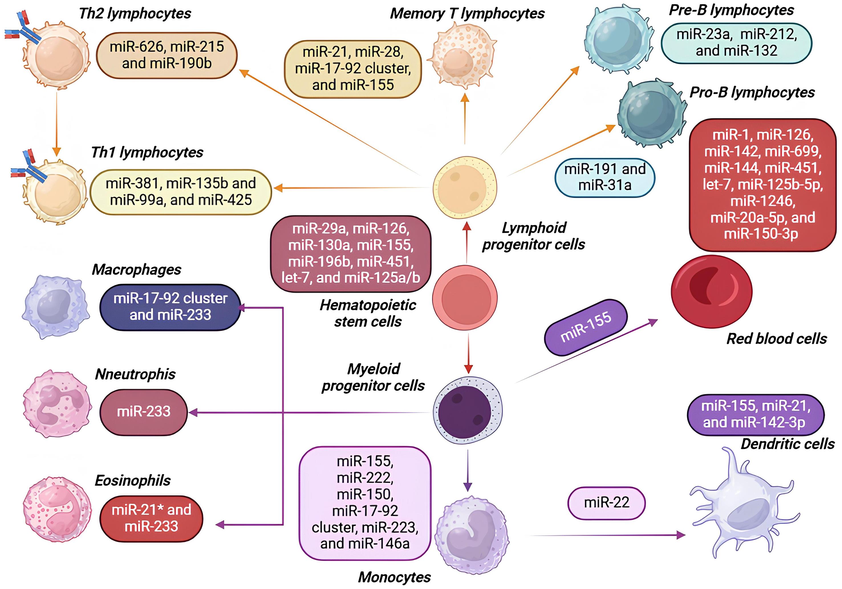 Overview of immune cells and their regulatory microRNAs (miRNAs).