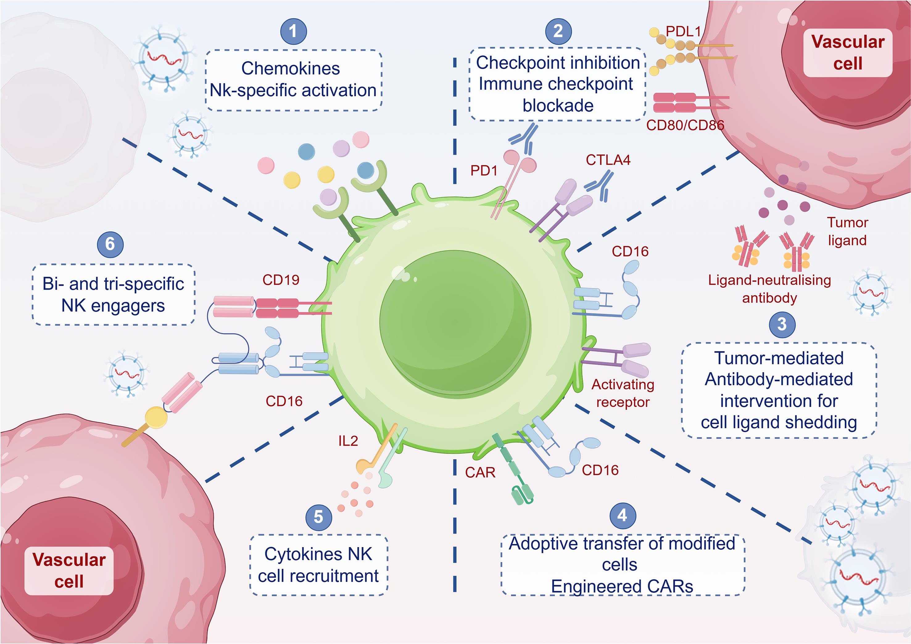 miRNA-loaded extracellular vesicles (EVs) can be produced directly by T cells upon engagement with vascular cells.