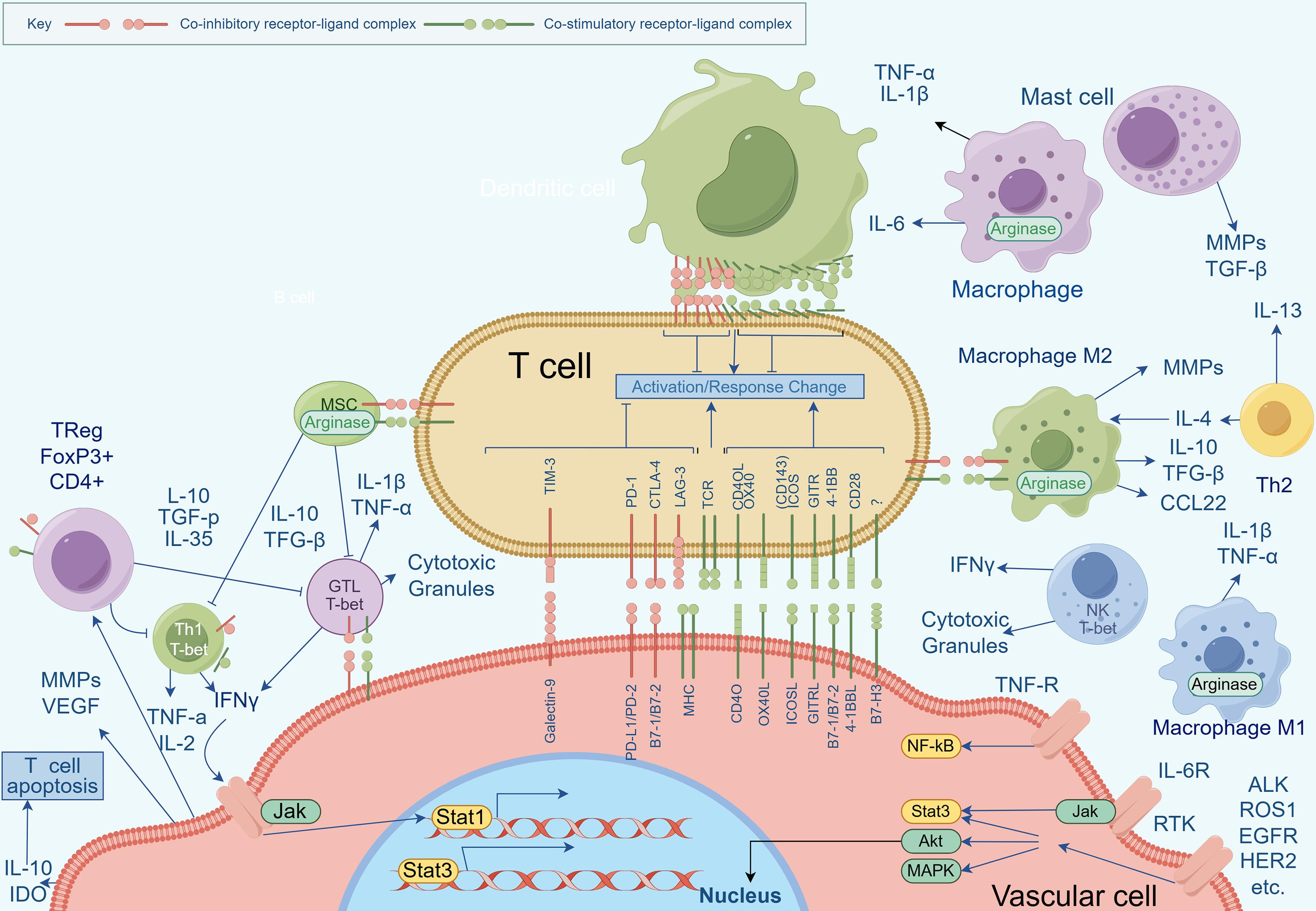 Aspects of T cell recruitment by vascular cells may differ between species.