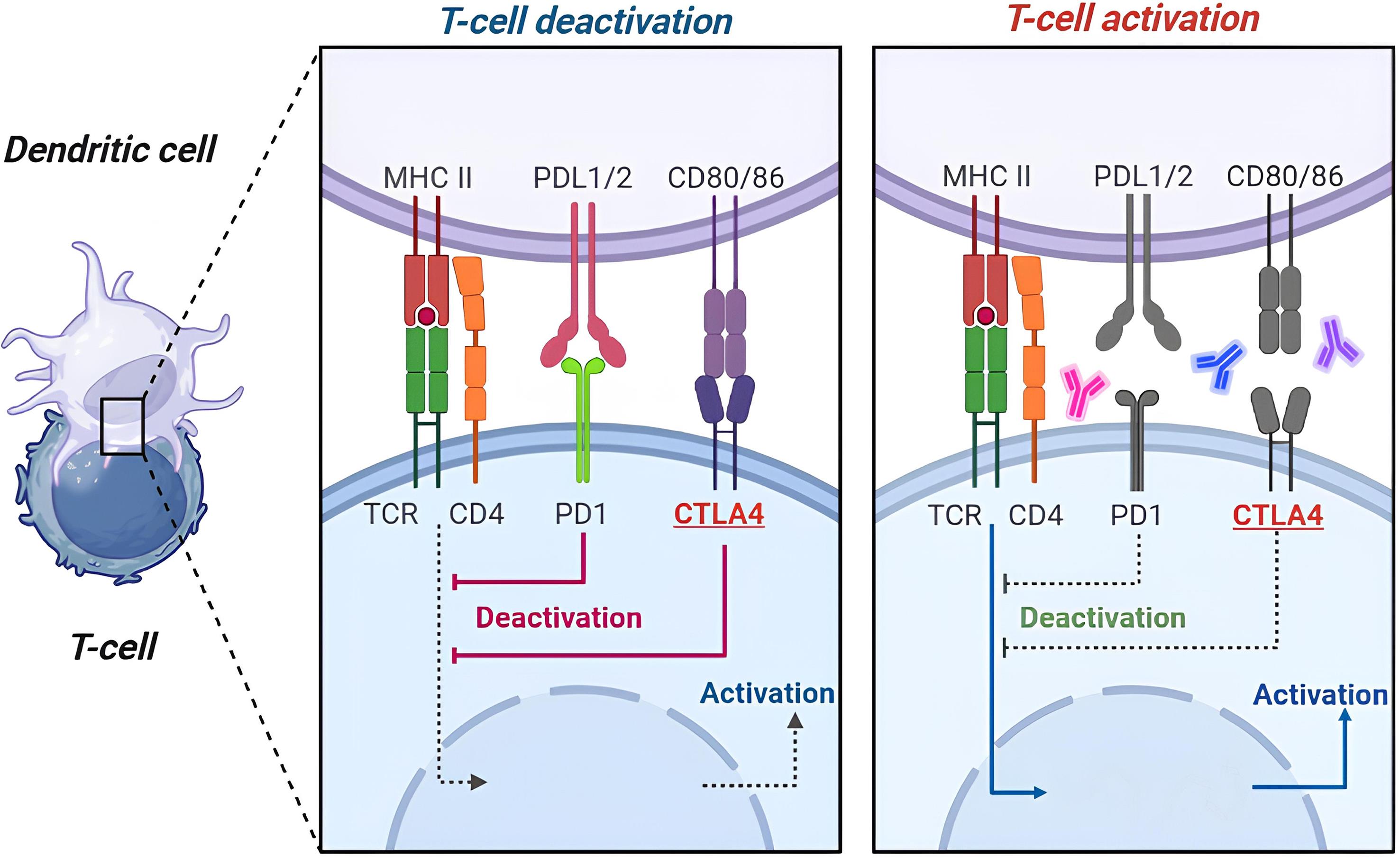 Cytotoxic T-lymphocyte-associated protein 4 (CTLA-4) in regulatory T cells (Tregs) and dendritic cells.