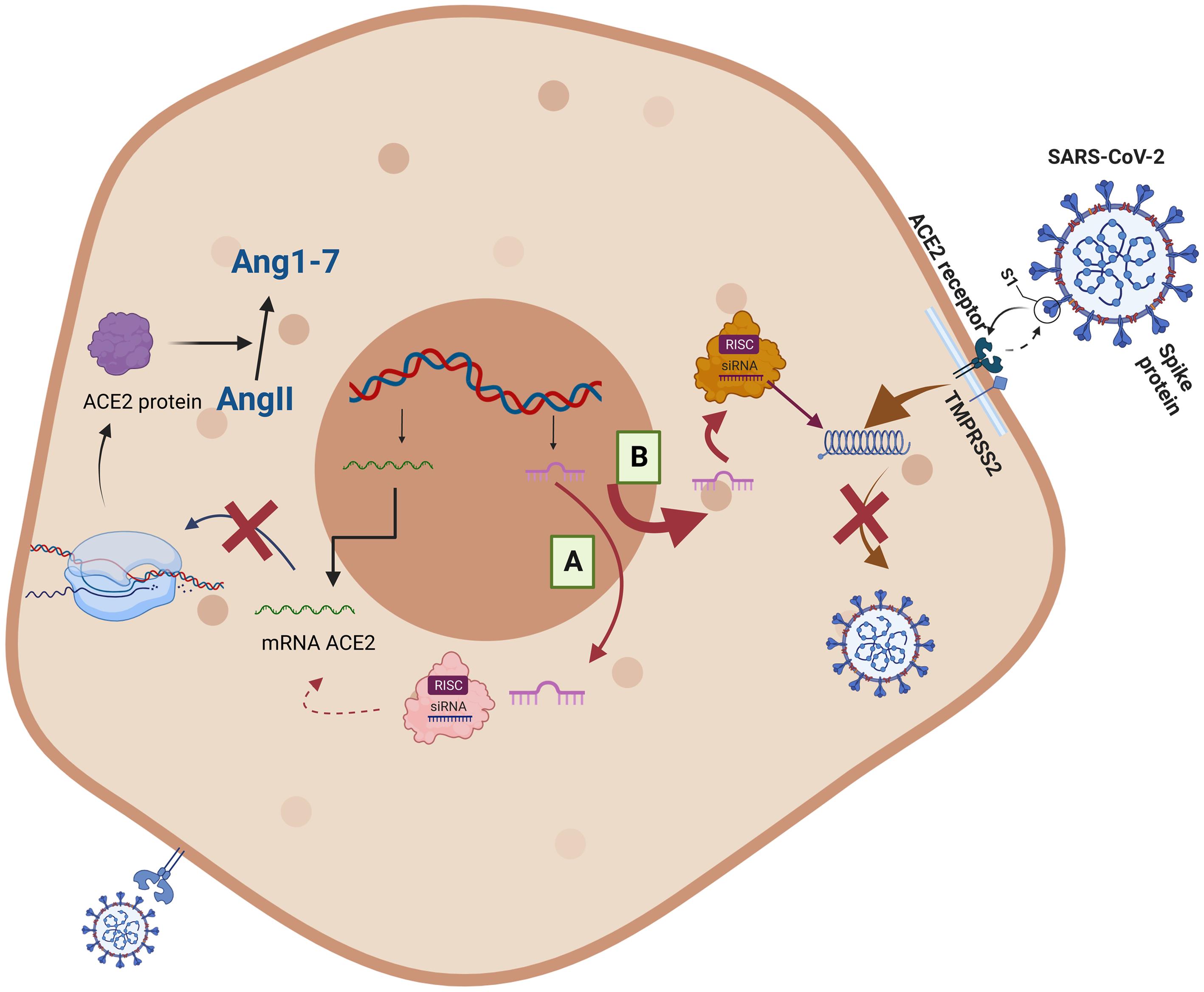 Mechanisms through which microRNAs (miRNAs) may regulate SARS-CoV-2 infectivity.