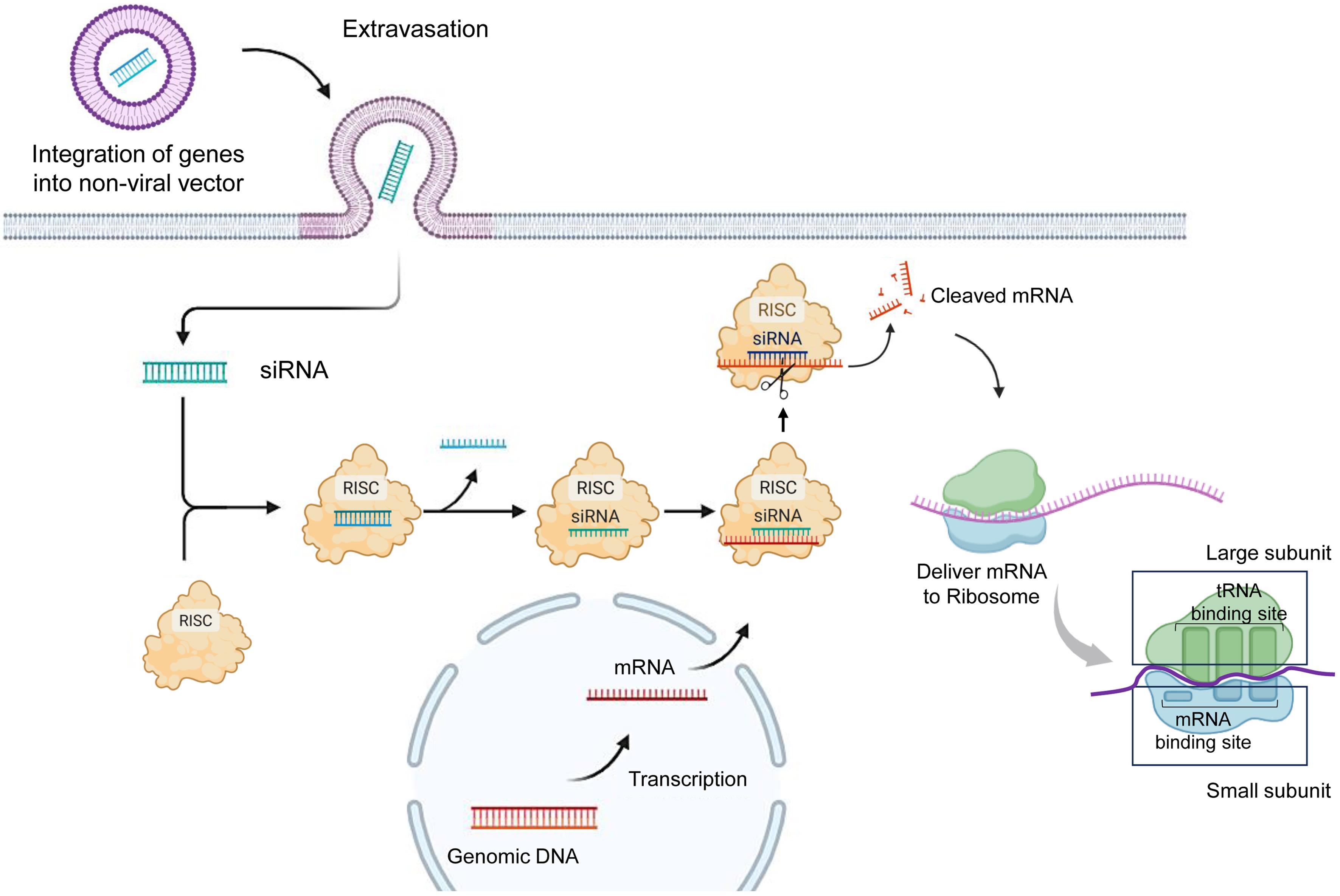 A schematic representation illustrating the key steps involved in non-viral gene delivery.