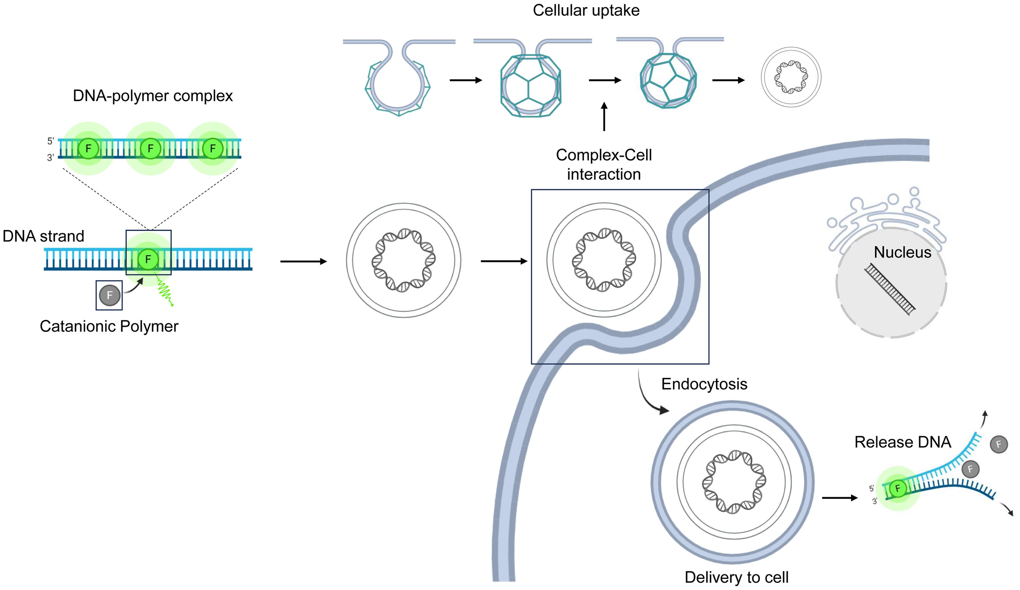 Schematic diagram of gene delivery using catanionic polymers.