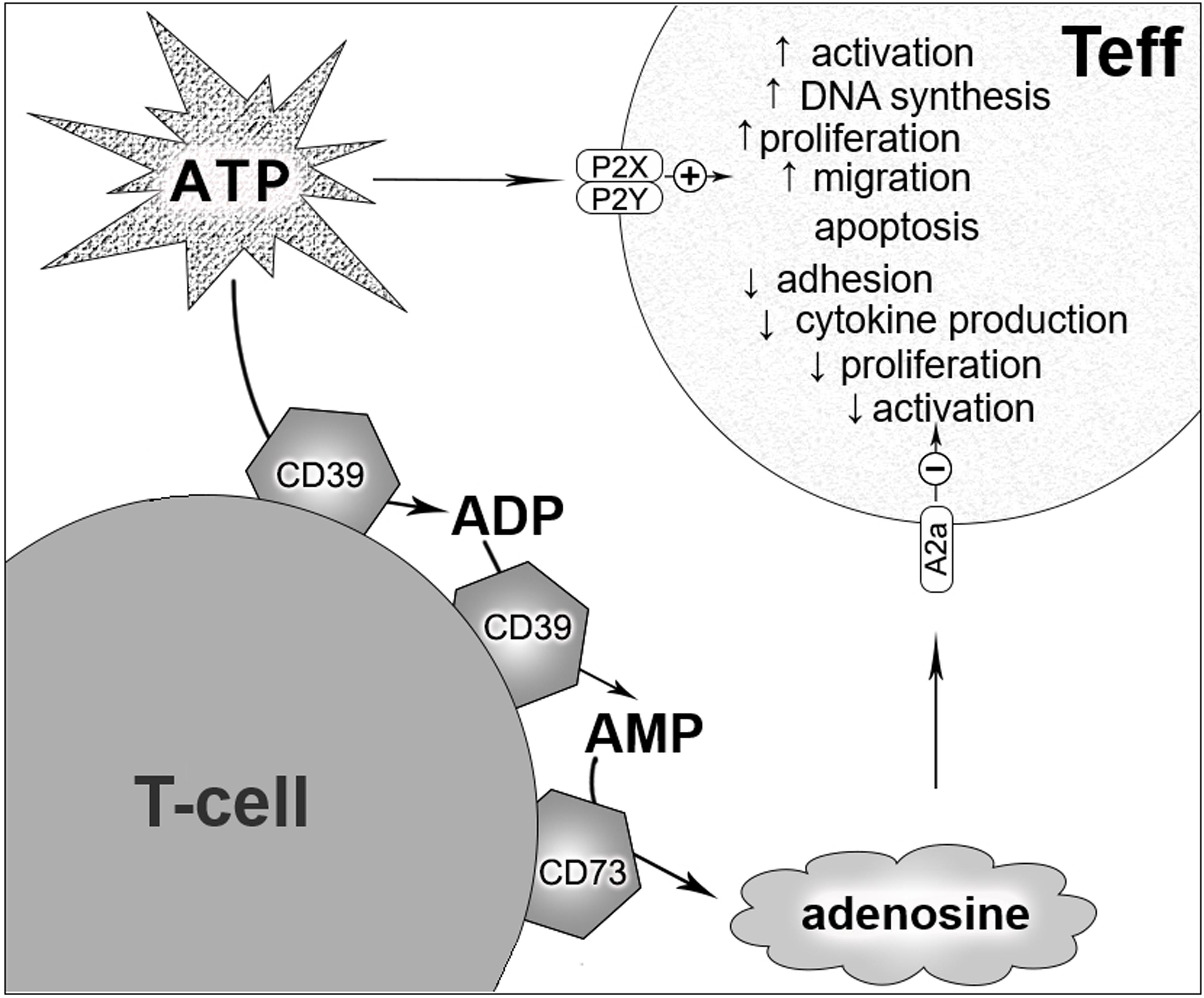 Conversion of pro-inflammatory ATP to immunosuppressive adenosine by the ectonucleotidases CD39 and CD73.