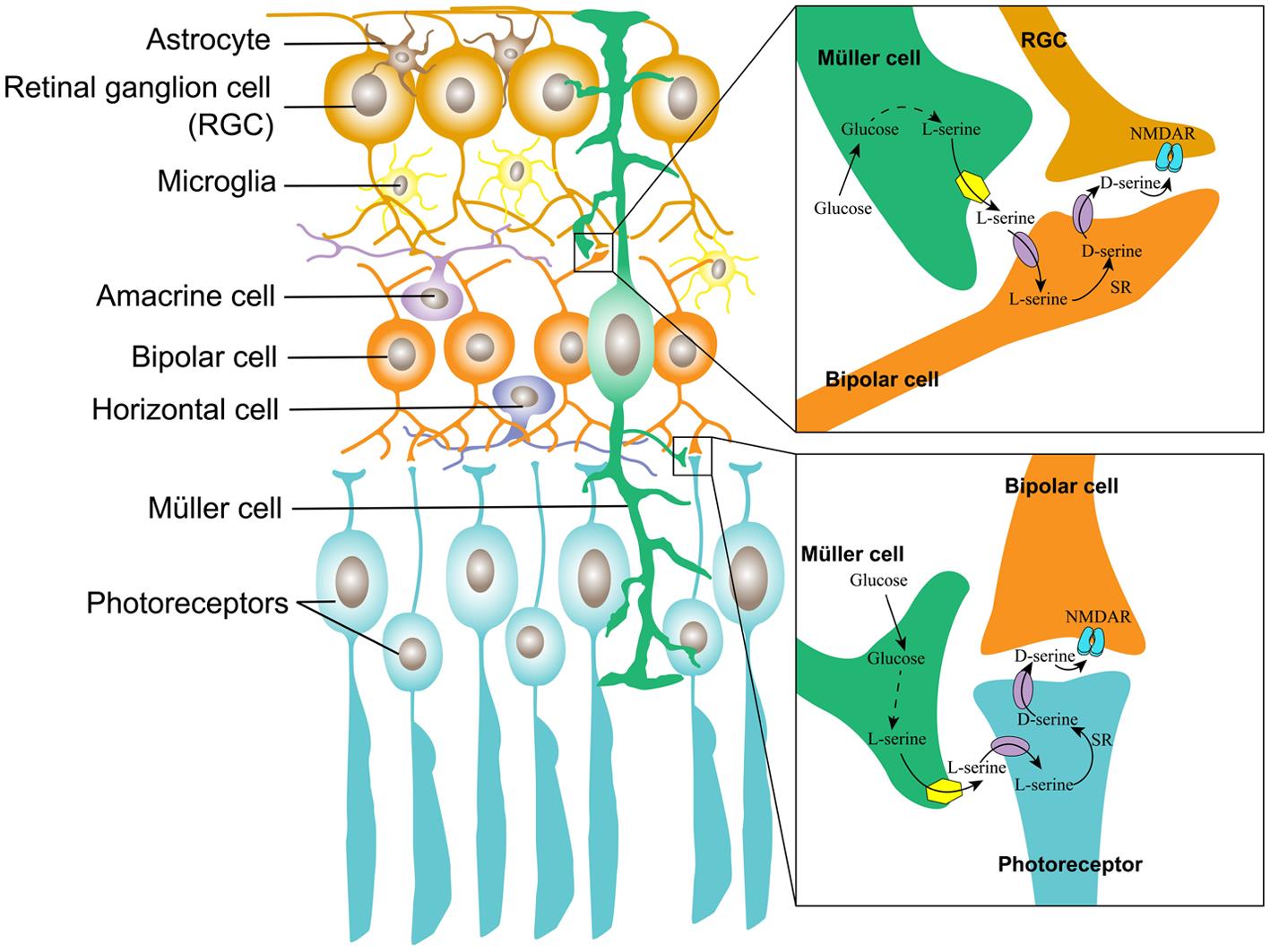 The serine shuttle in the retina.