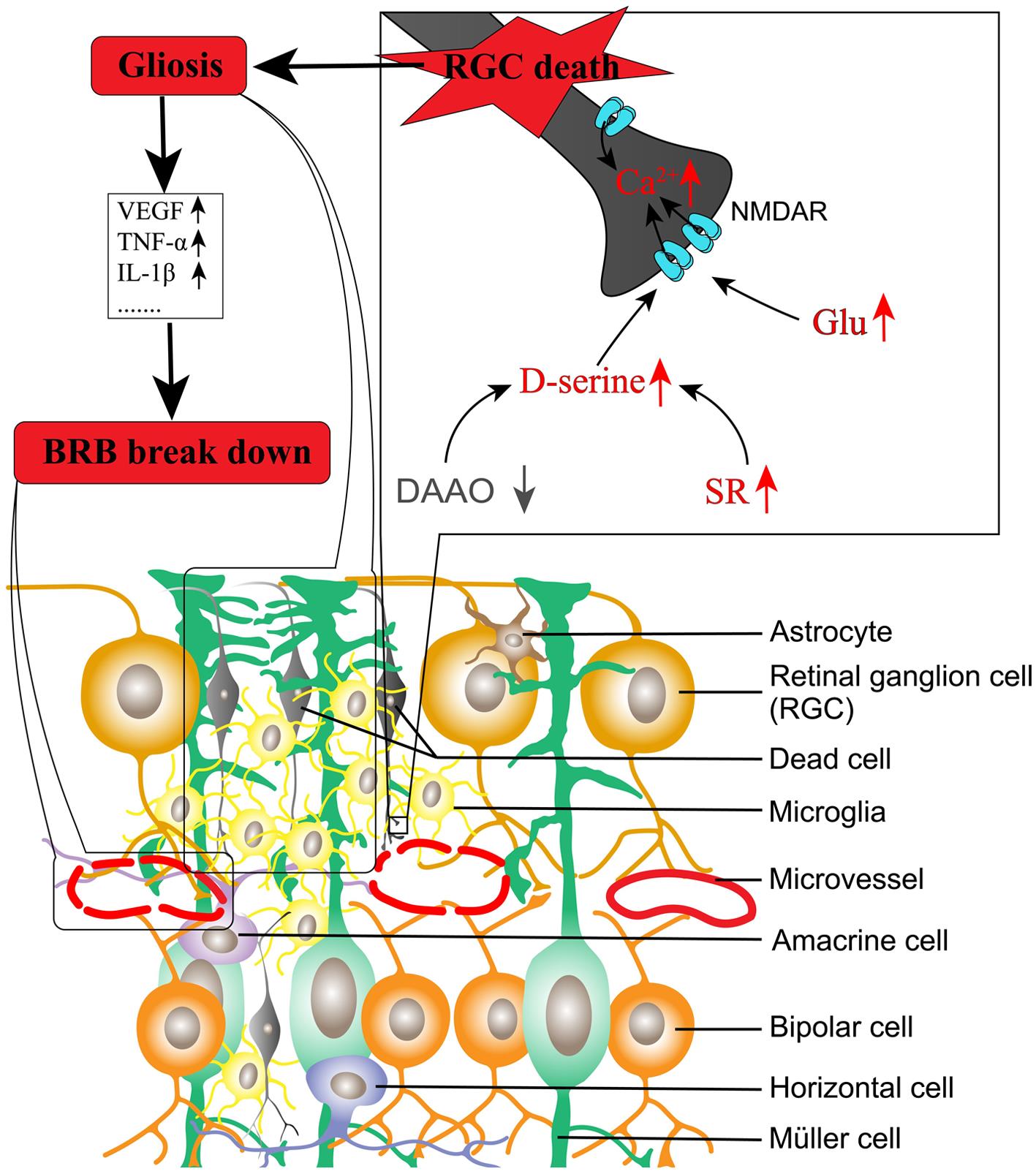 Imbalanced production of D-serine contributes to diabetic retinopathy.
