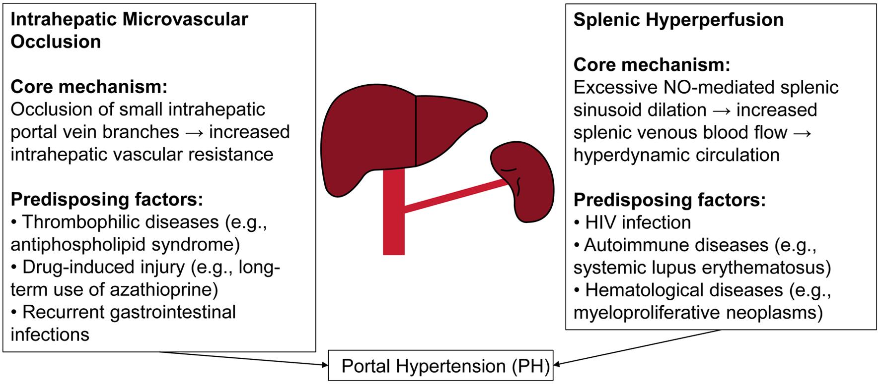 Schematic diagram of abnormal portal venous system hemodynamics in PSVD patients.