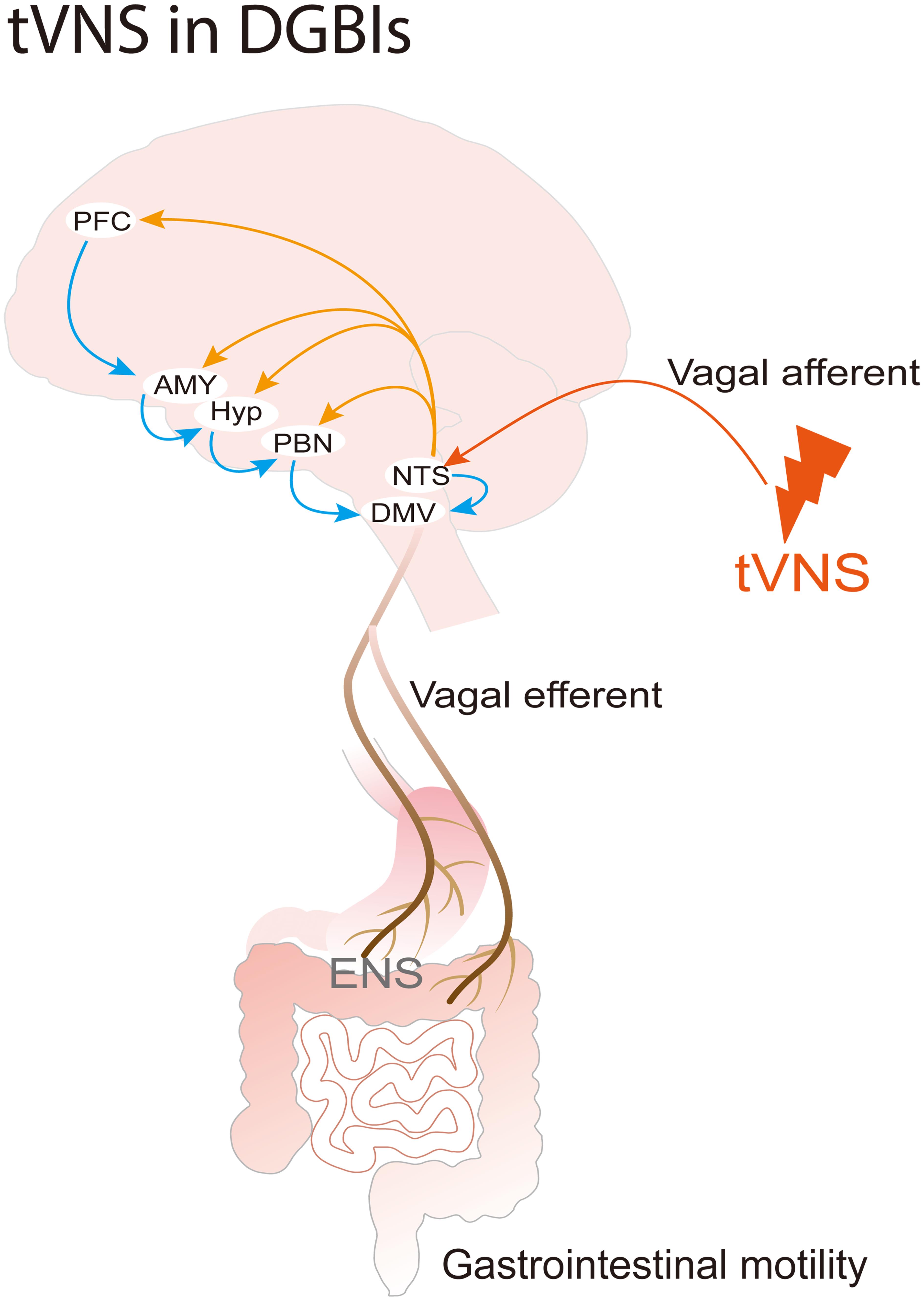 Mechanisms of tVNS for DGBIs.