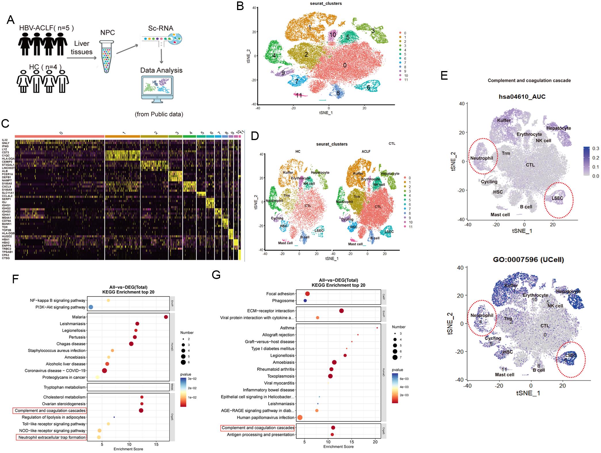 Coagulation-related pathway scores in neutrophils and LSEC from liver samples of patients with HBV-ACLF.