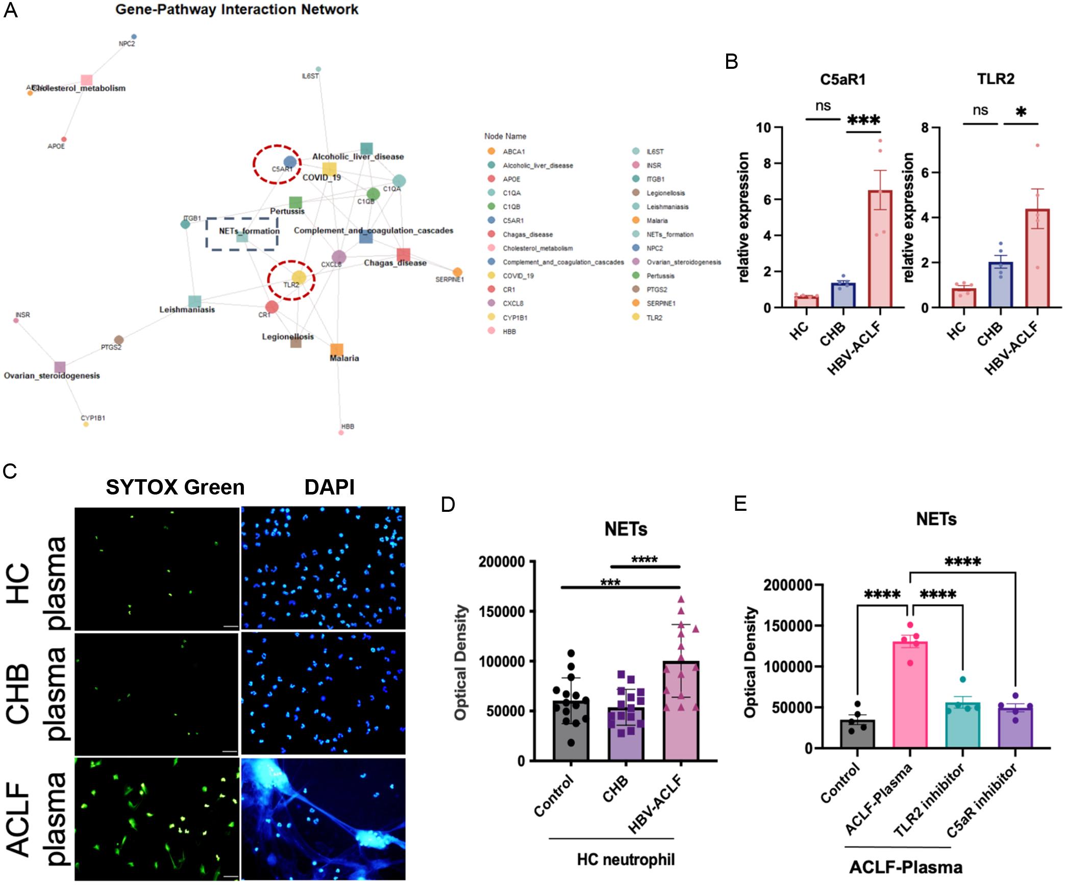 NETs formation in neutrophils stimulated with HBV-ACLF plasma in the presence of TLR2 or C5aR1 inhibitors.