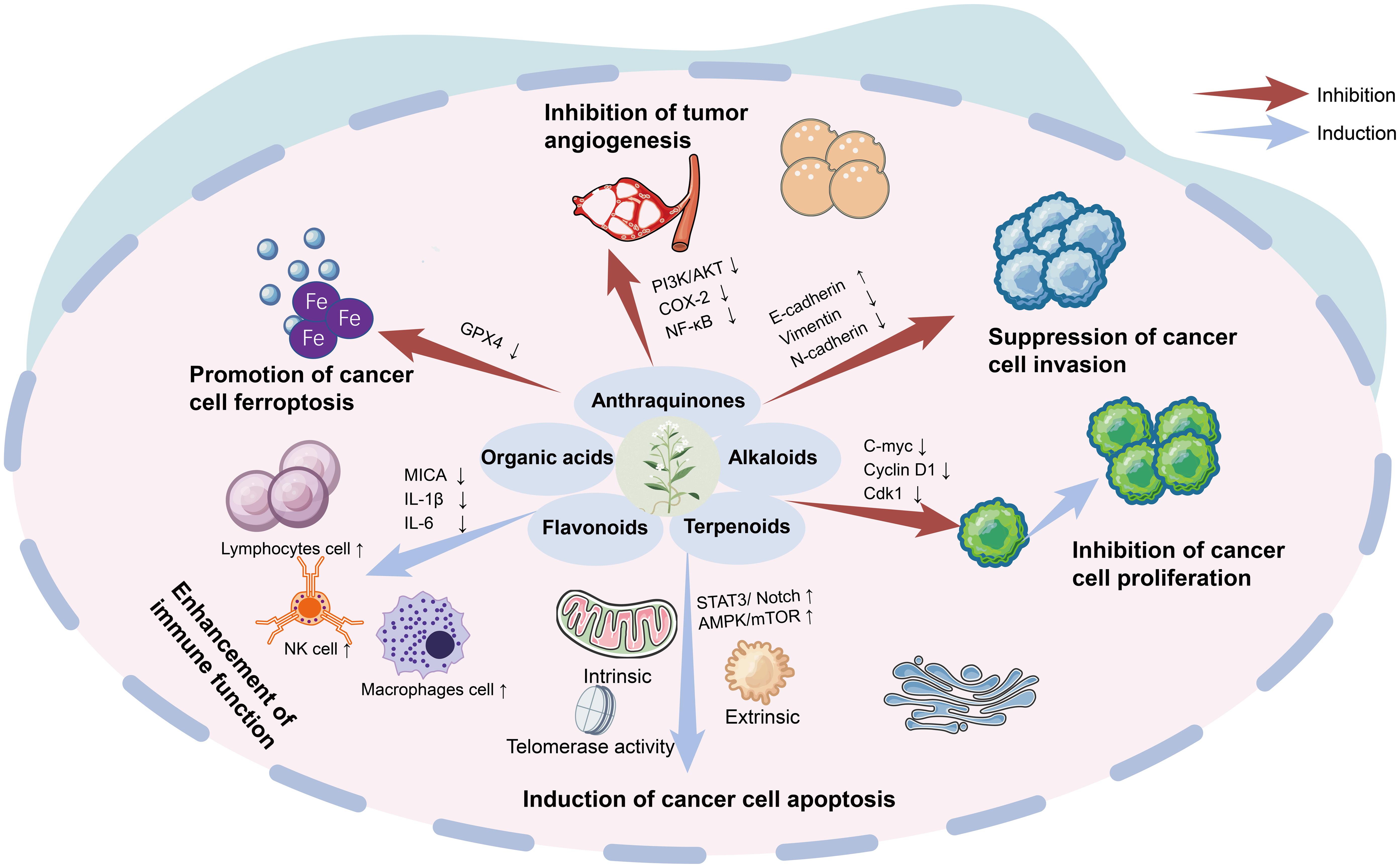 A comprehensive overview of <italic>Scleromitrion diffusum</italic>’s multi-component, multi-target anticancer mechanisms through a systems biology approach.