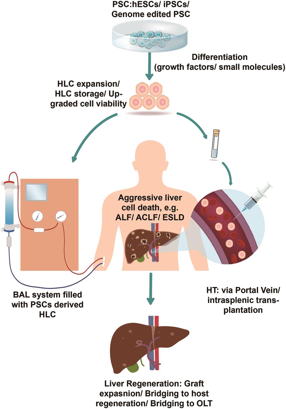 Producing pluripotent stem cell (PSC)-derived hepatic-like cells (HLCs) for use in bioartifical liver support and hepatocyte transplantation applications.