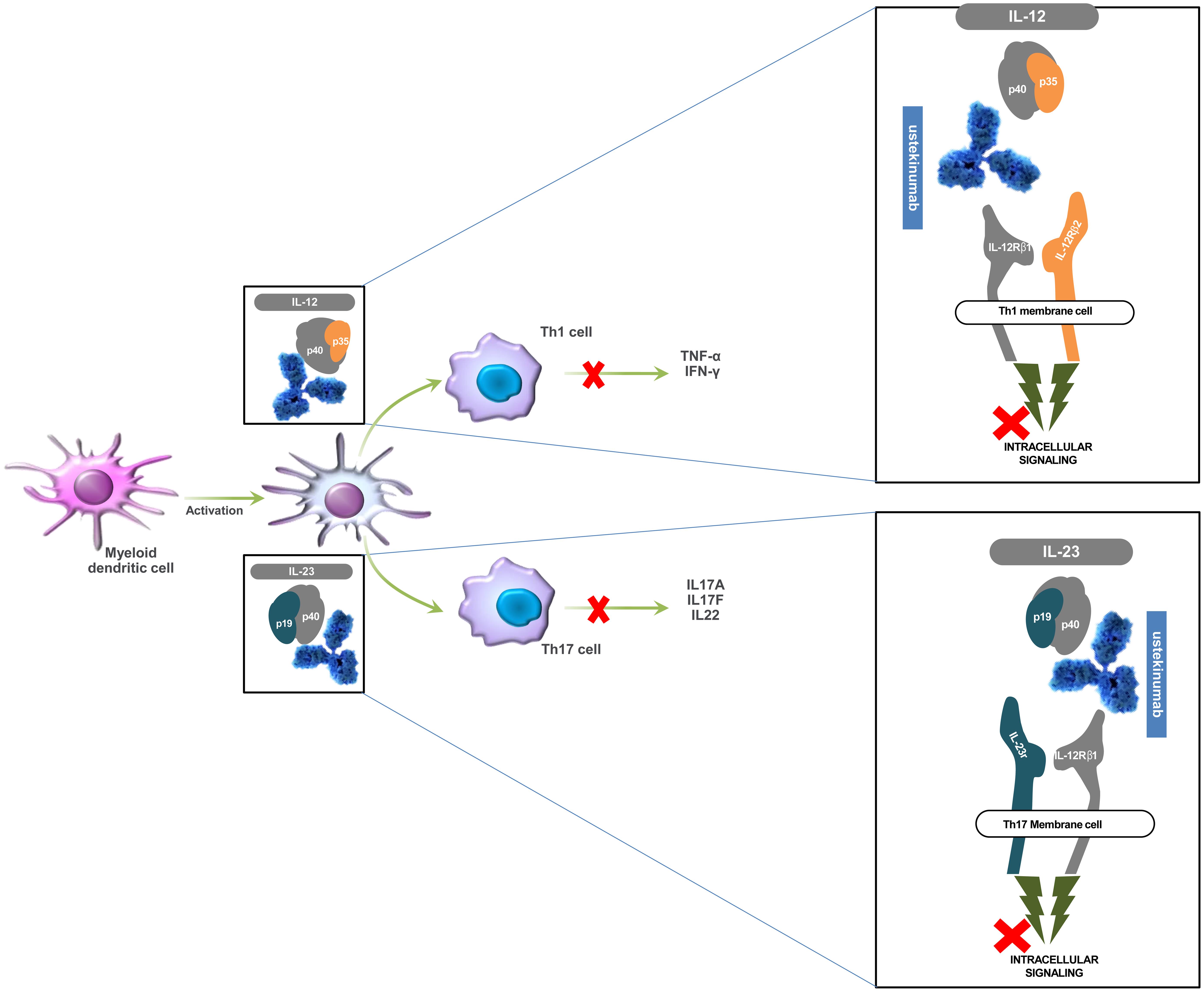 Ustekinumab in Dermatology: Approved Indications and Off-label Uses