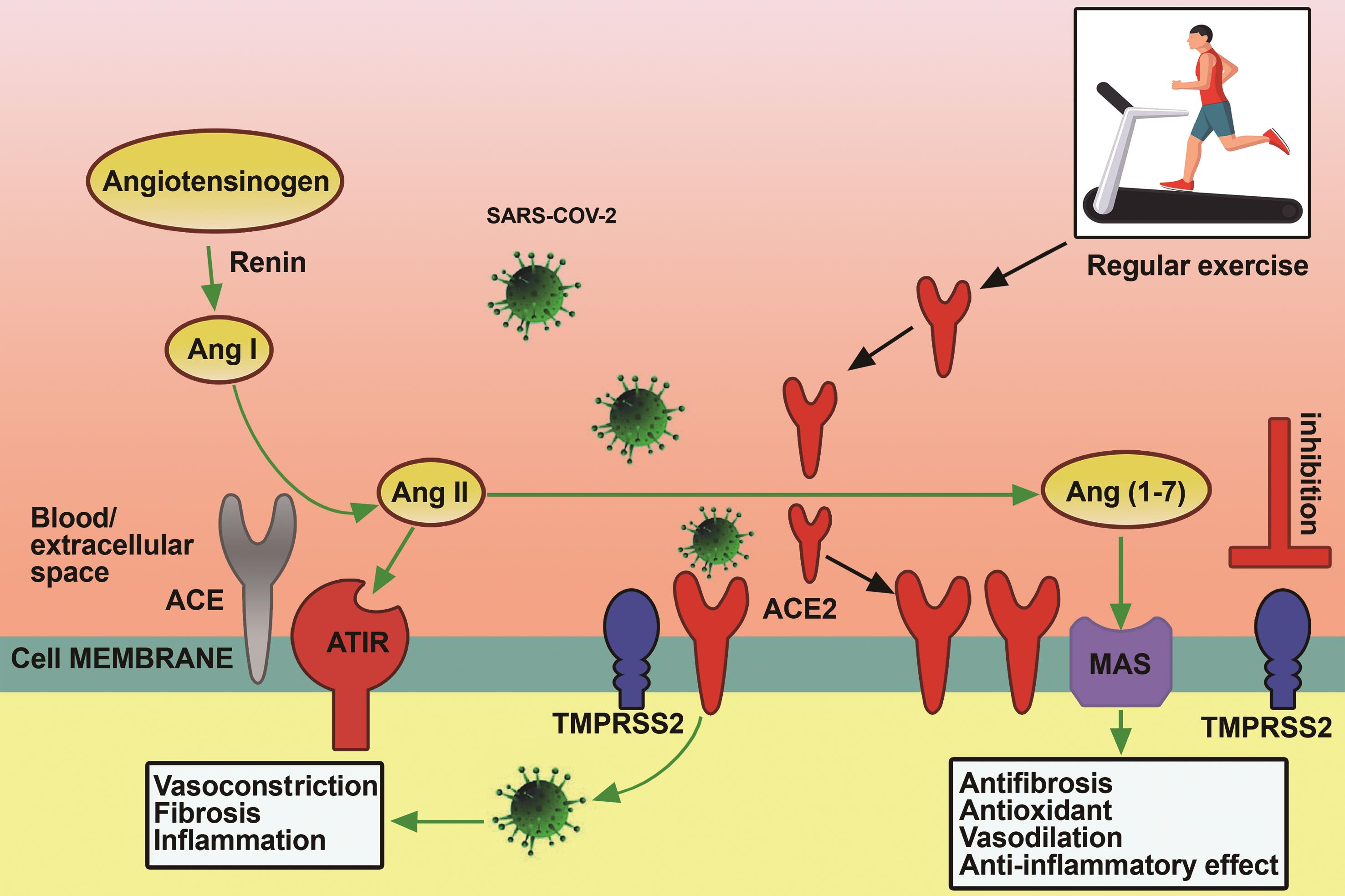 Presence of COVID-19 at the cell surface and binding to ACE2 and activation by TMPRSS2. Then, receptor dysfunction, vasoconstriction, inflammation, and fibrosis are observed.