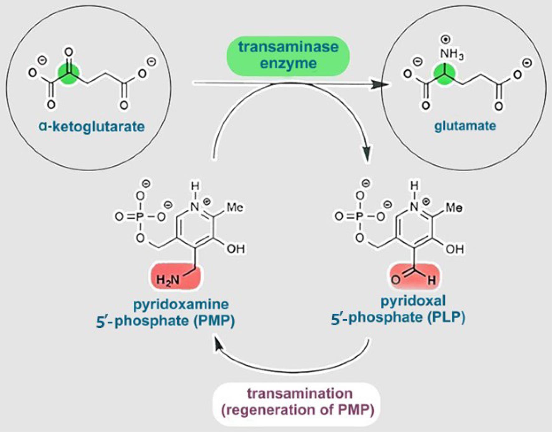 A Diagram of pyridoxal phosphate transamination pathways.