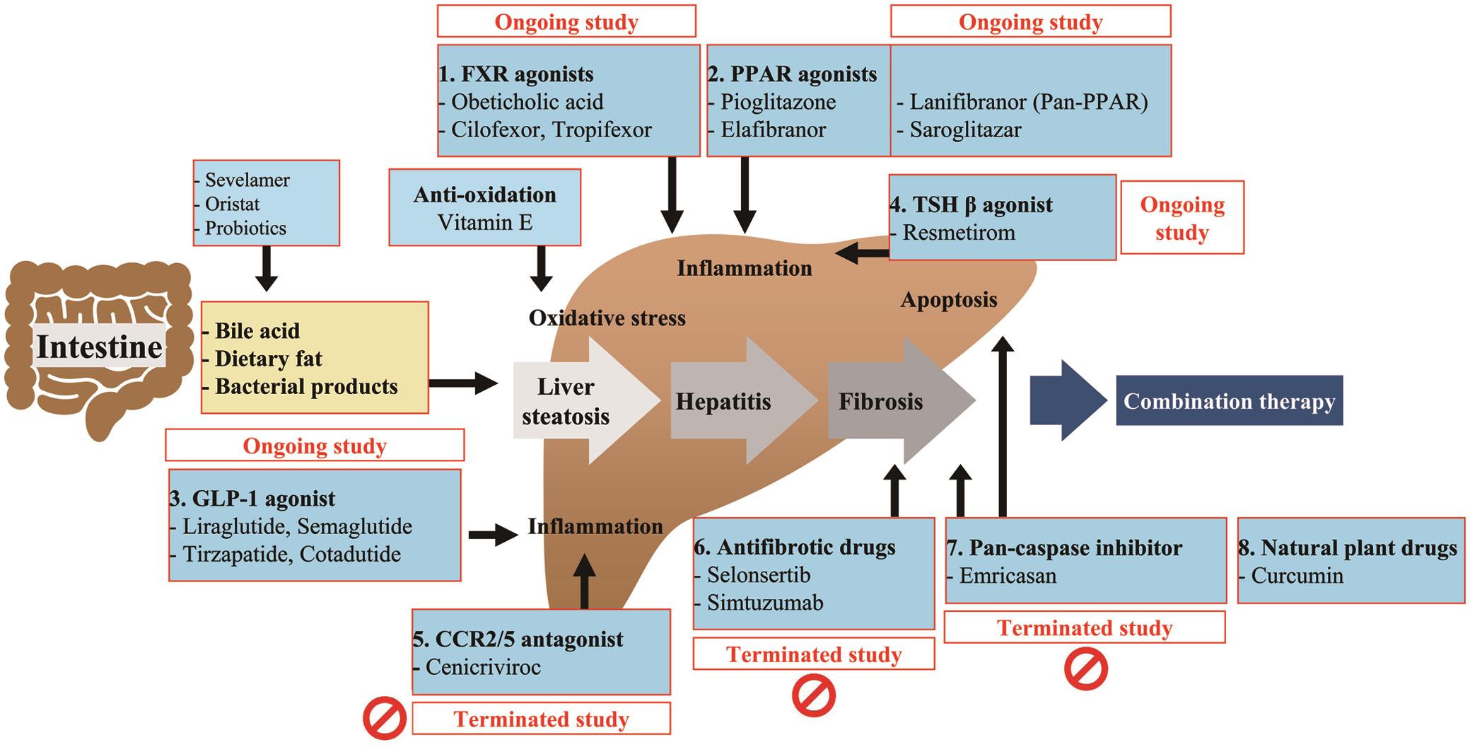 Pharmacological Therapeutics Current Trends for Metabolic Dysfunction