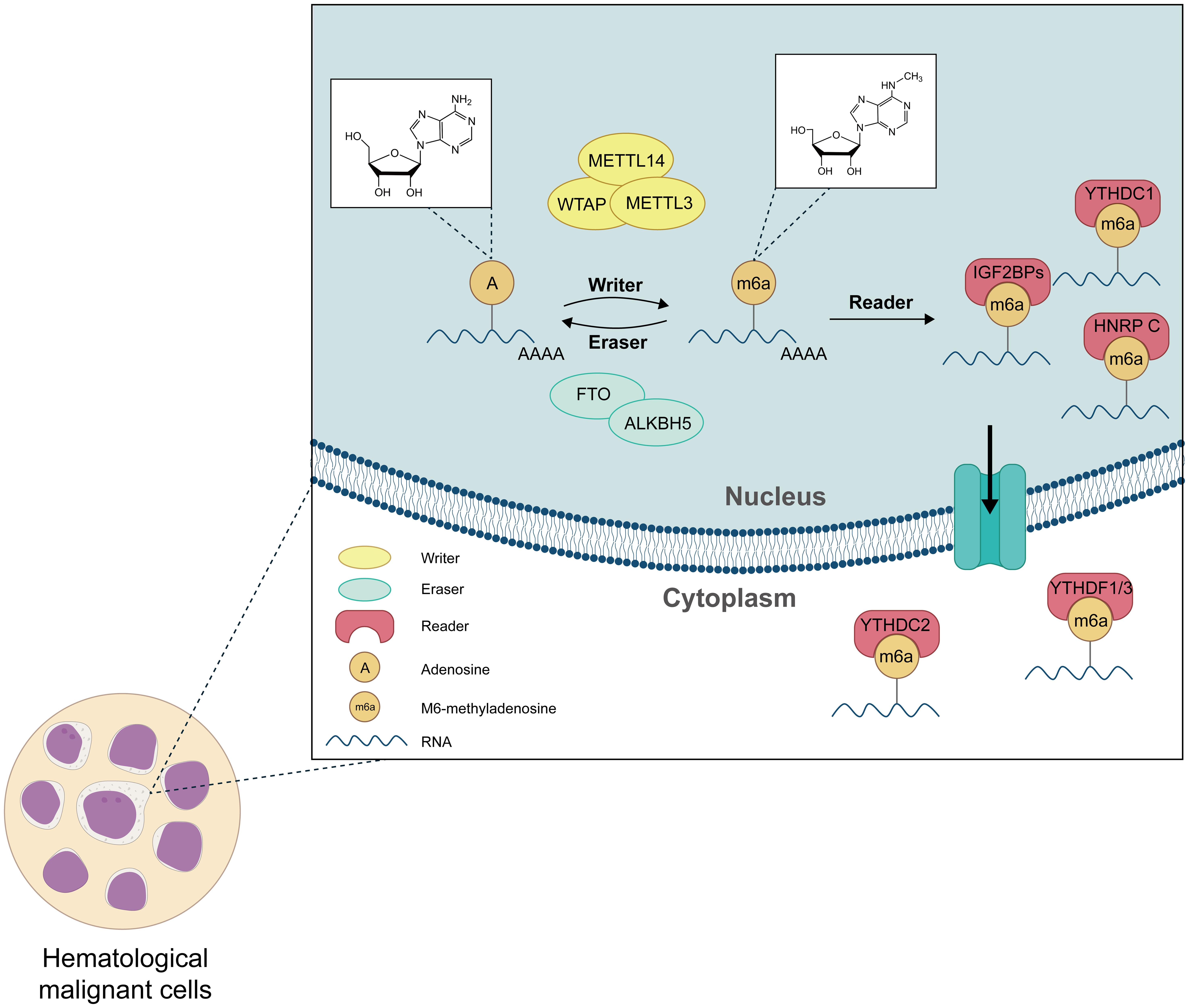 The roles of m6A RNA modification in leukemia.