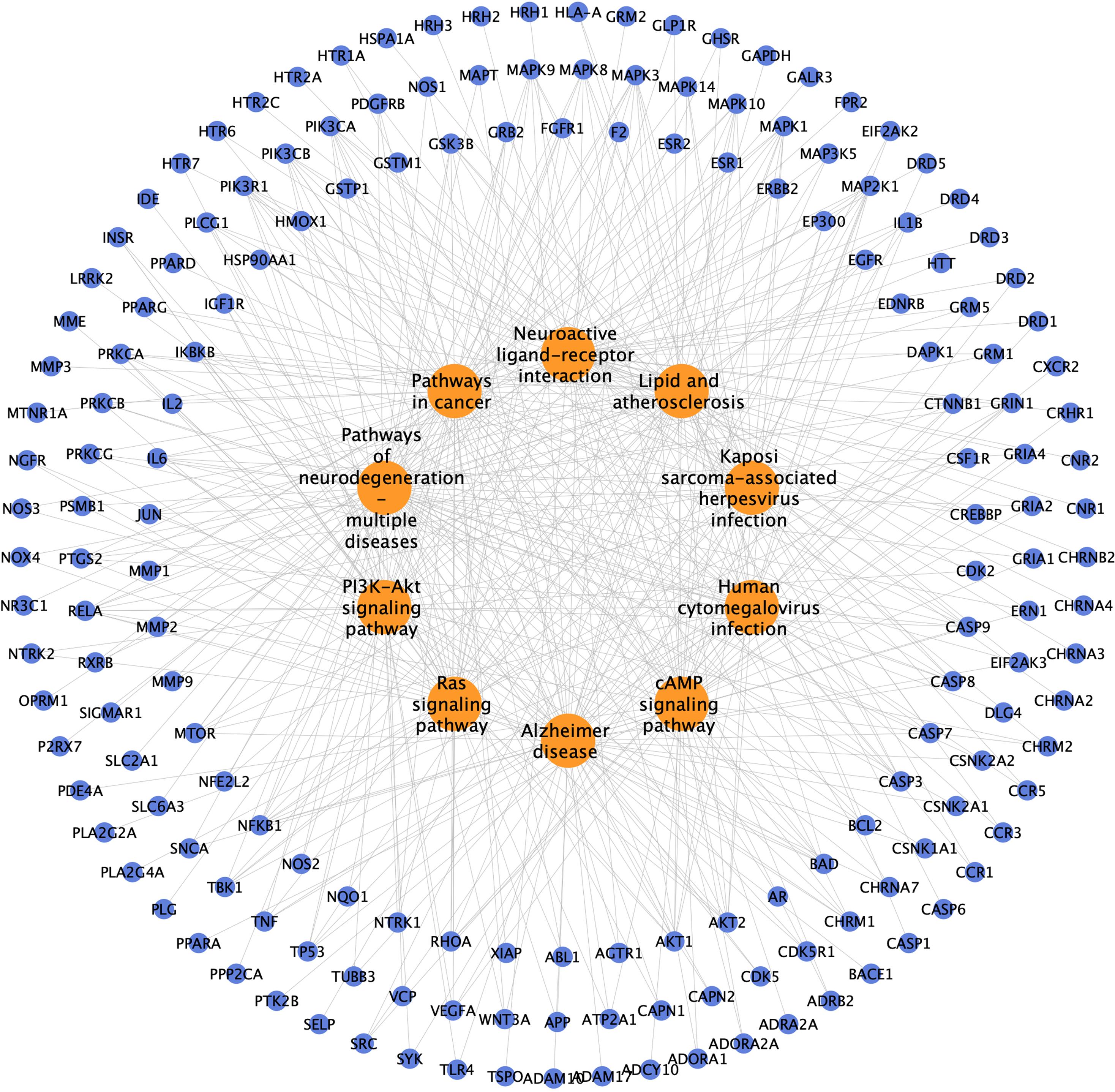 The pathway-target network. Orange circles indicate pathways involved by potential targets, blue circles are targets, and gray lines indicate their connections.