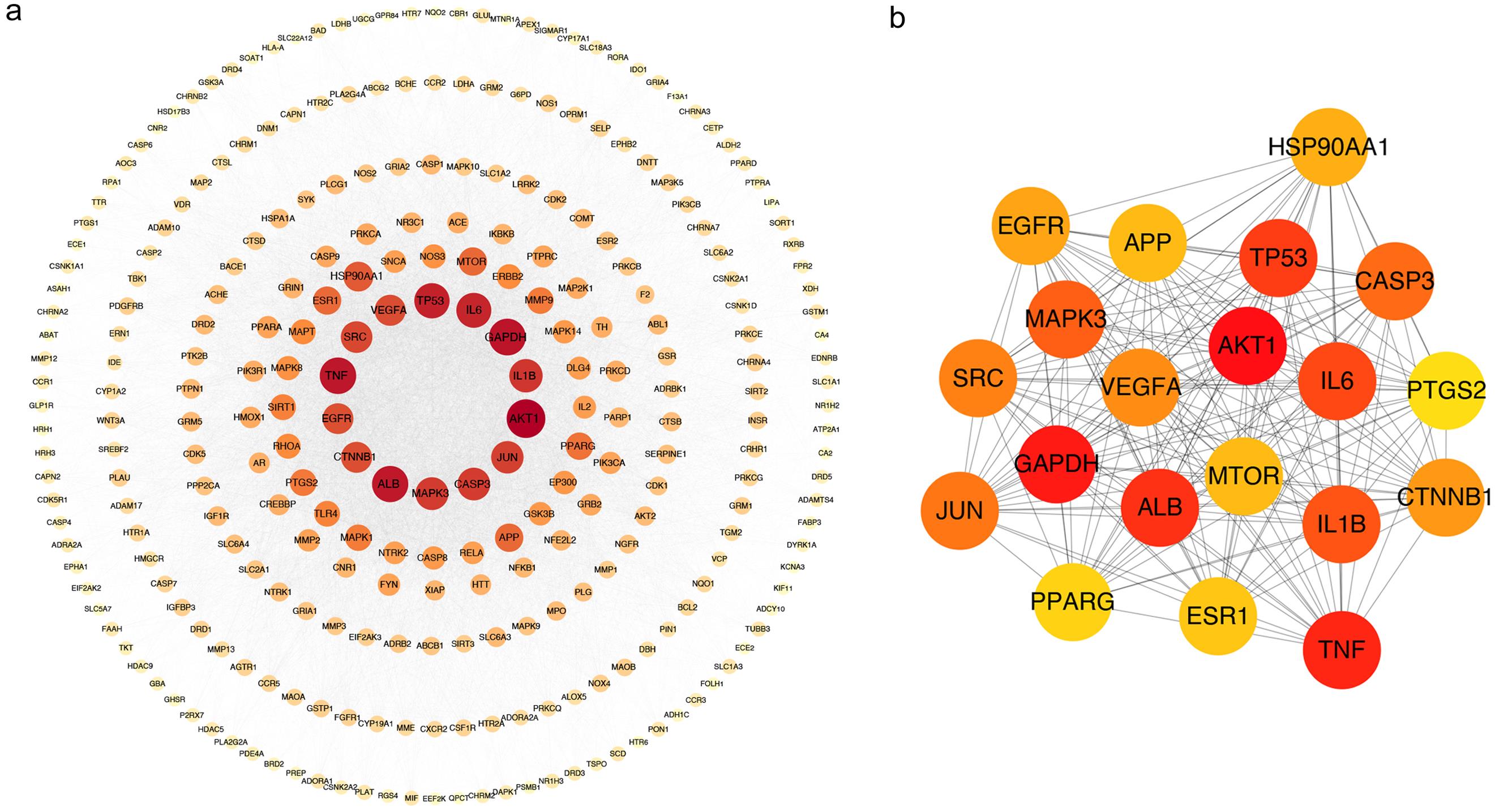 The protein-protein interaction network of potential targets.