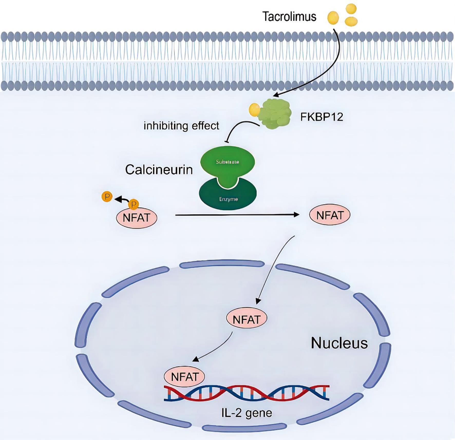 The mechanism of action of tacrolimus.