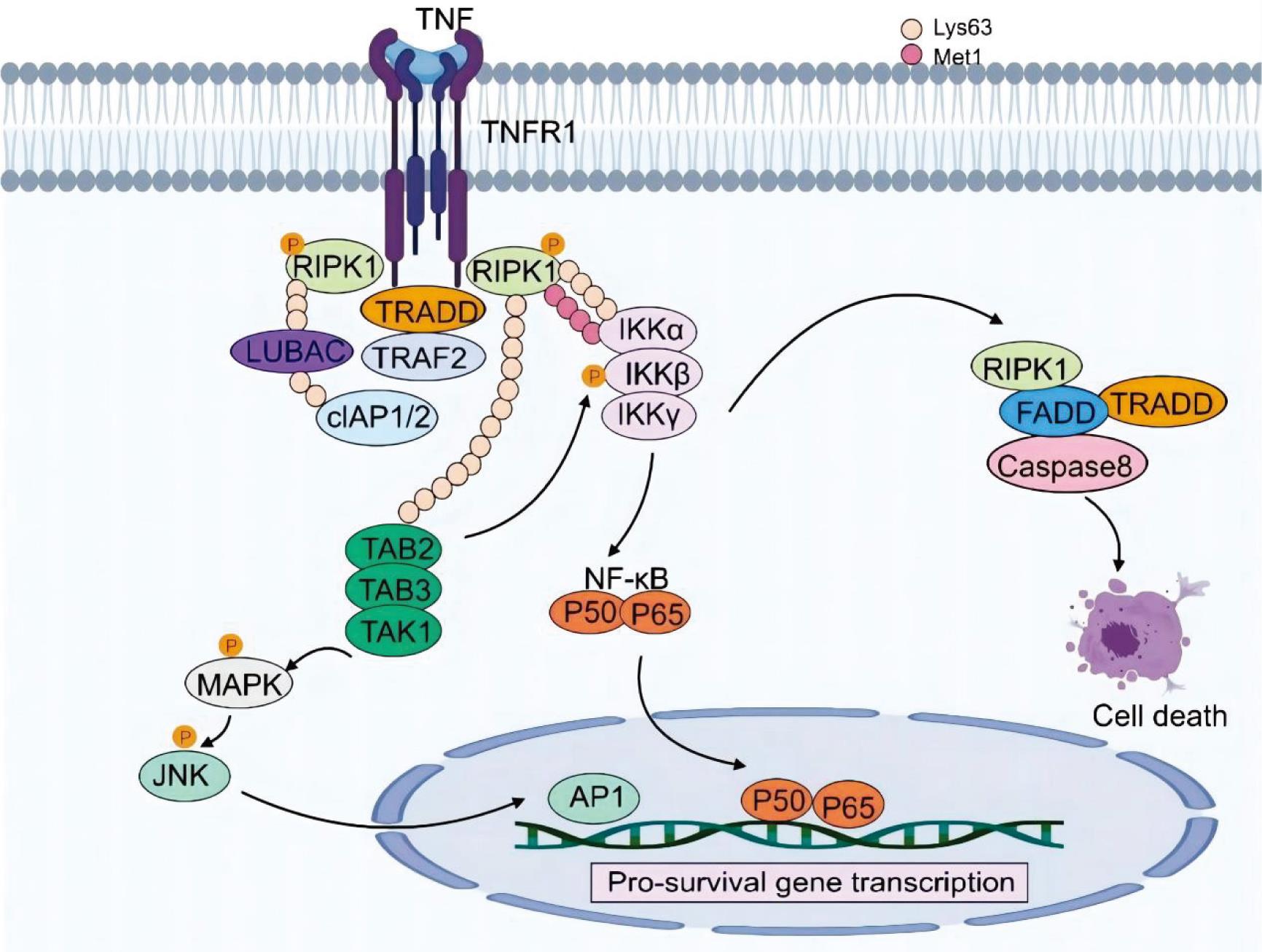 Overview of TNF-induced Cell Death.