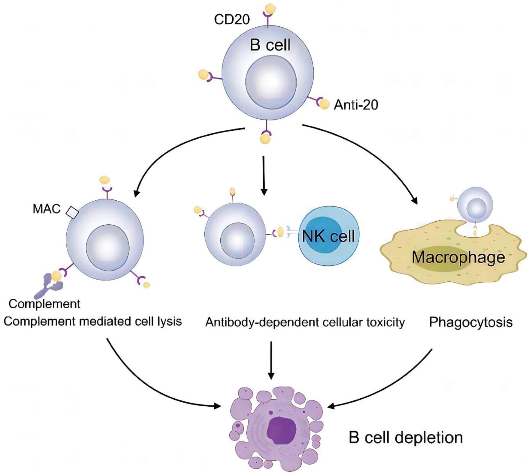CD20-induced cell death.