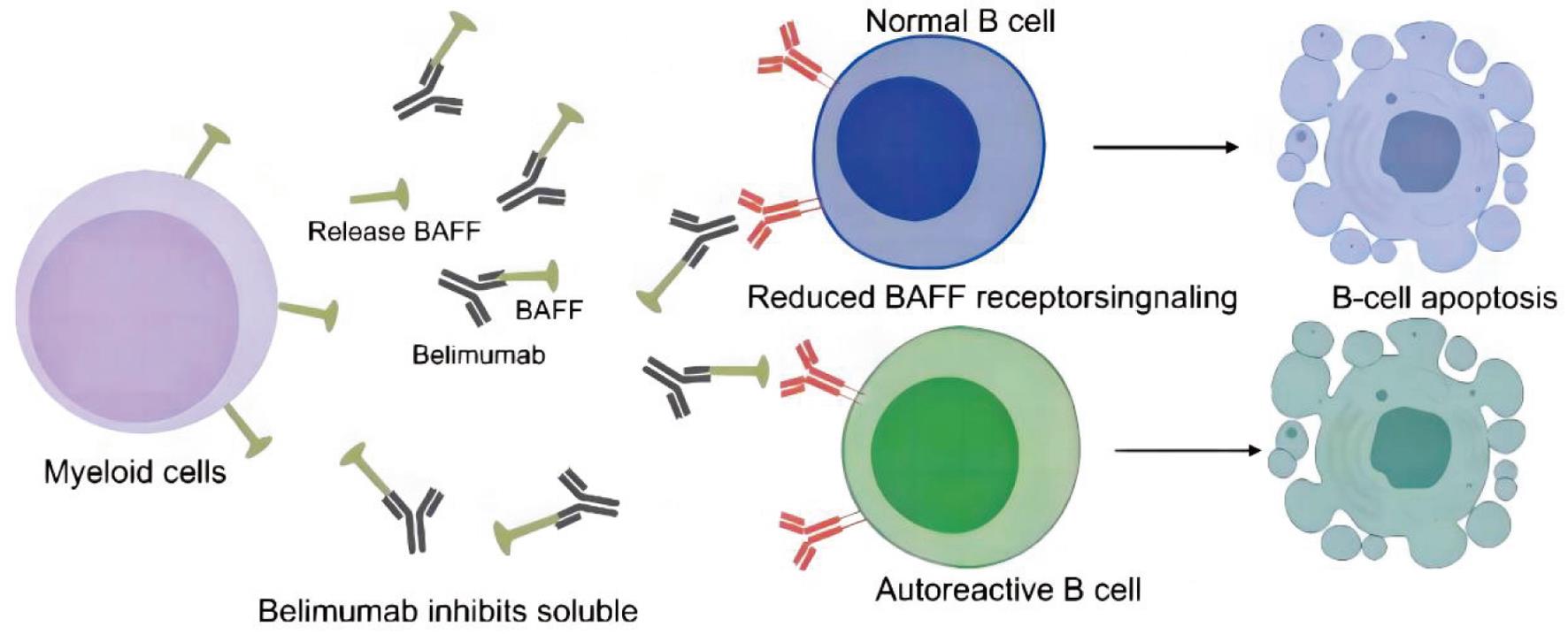 Mechanism of Action of Belimumab.