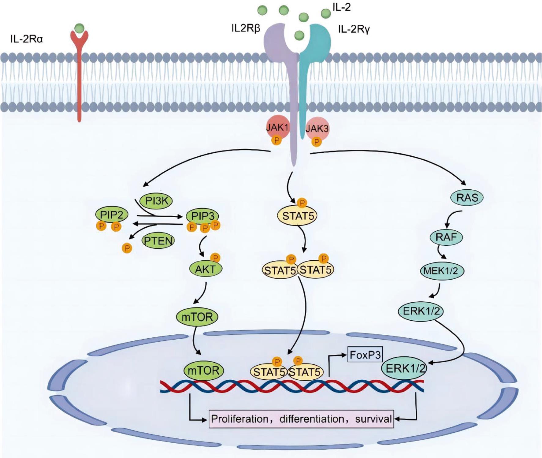 Mechanism of IL-2 Action.