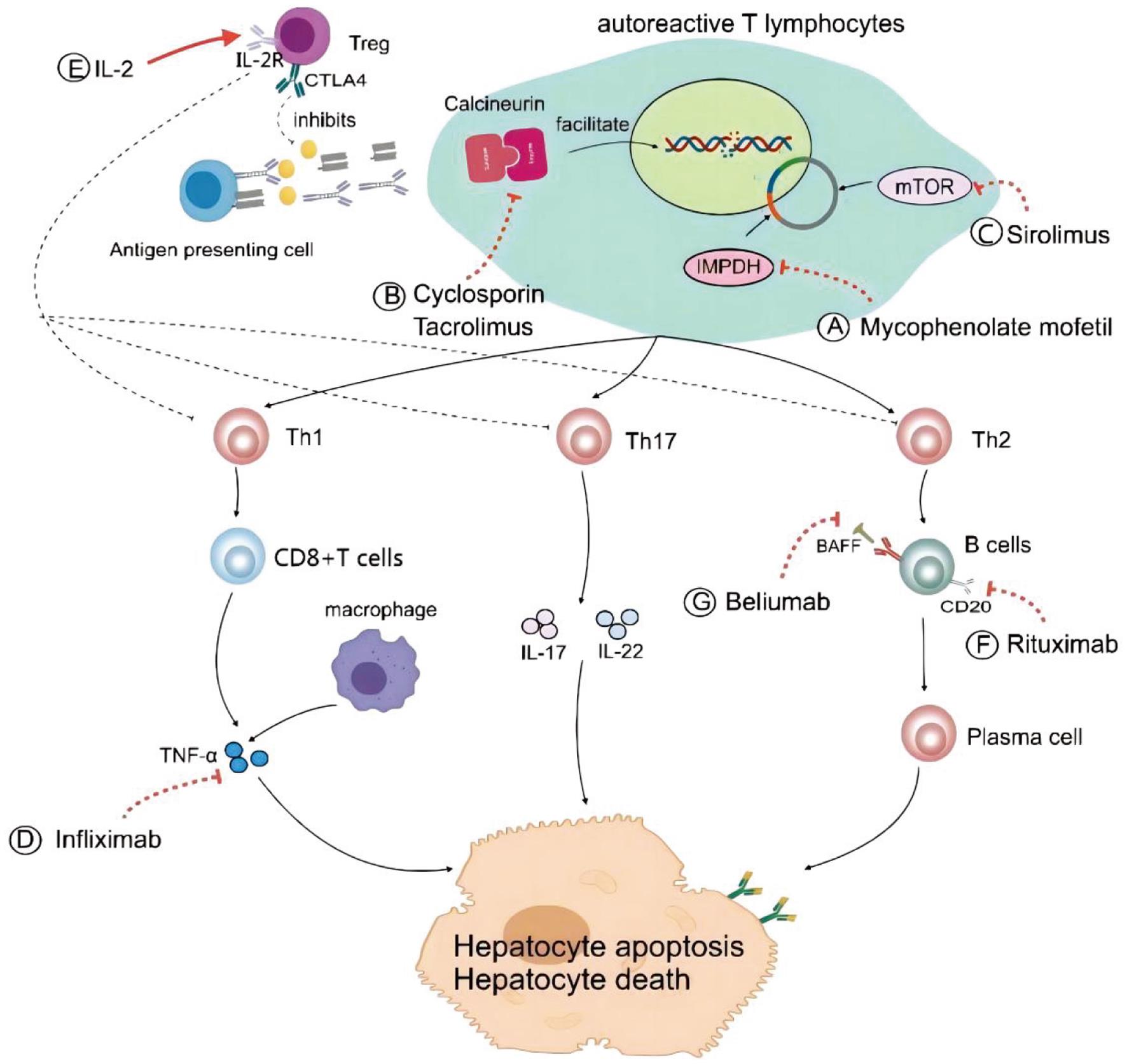 Mechanism diagram of the action of novel immunomodulators on AIH.