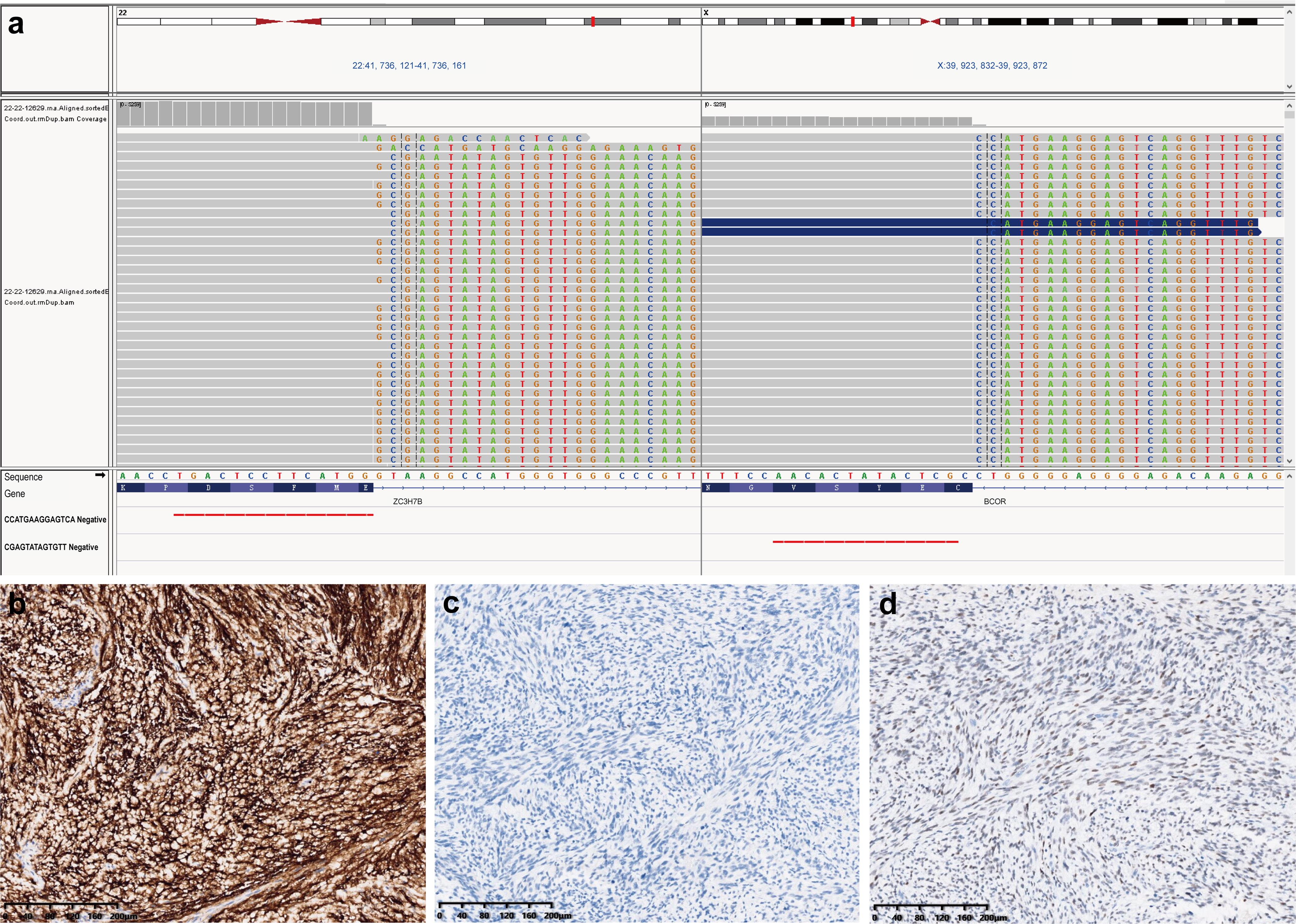 RNA sequencing results and additional immunostaining findings.
