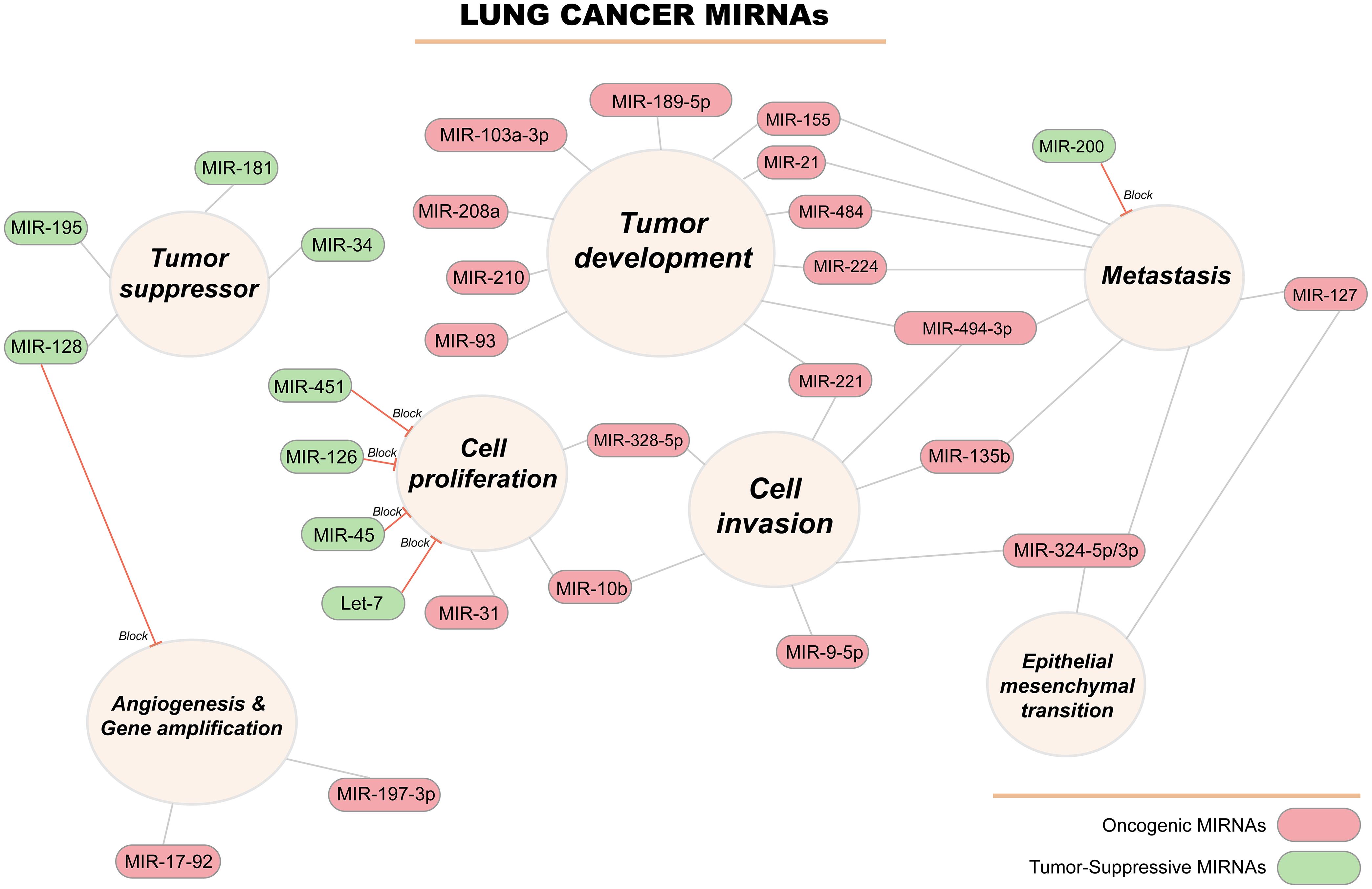 miRNA-Regulated Signaling Pathways in Lung Cancer: miRNAs can function as either tumor suppressors or tumor development (oncogenes).