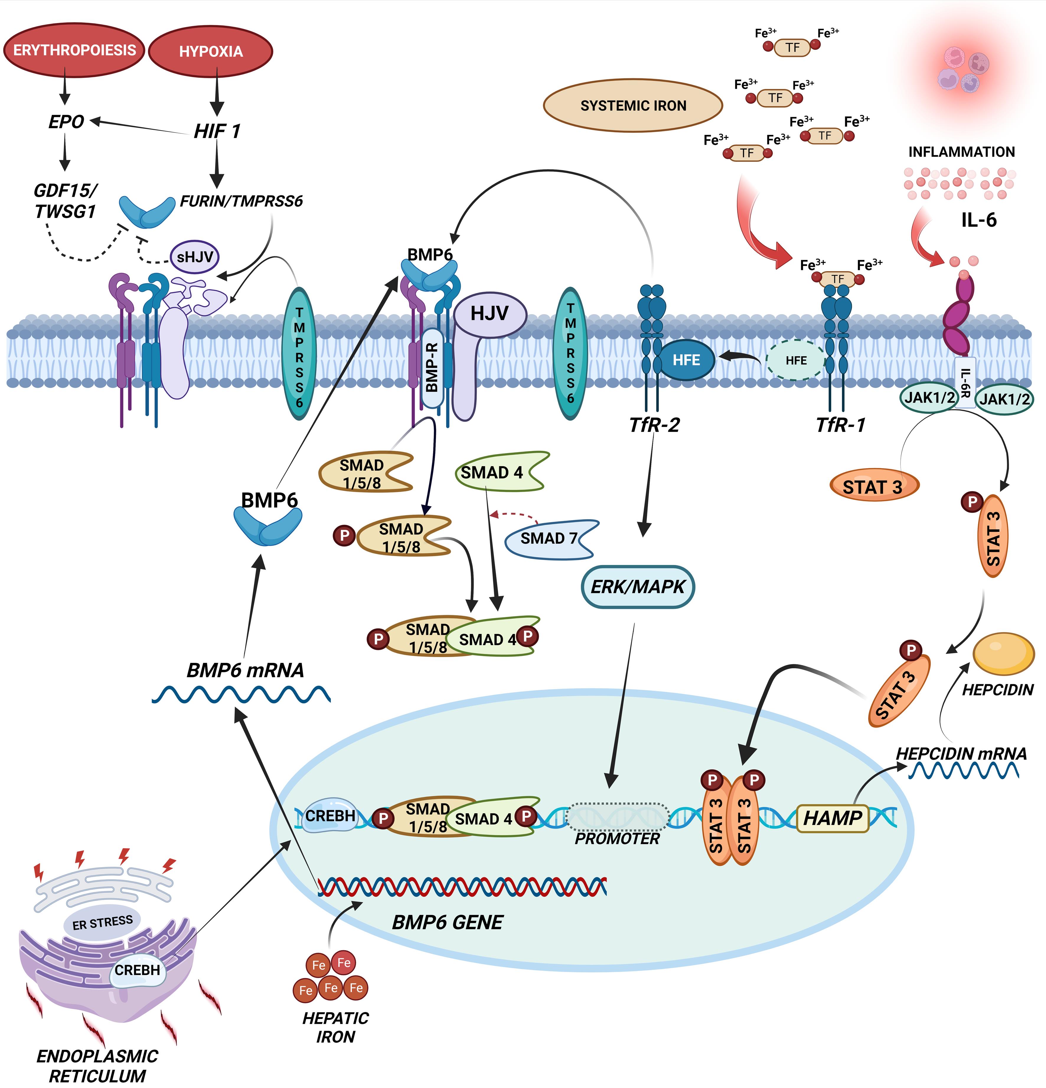 Increased systemic iron levels induce the expression of hepcidin via TfR/Hfe.