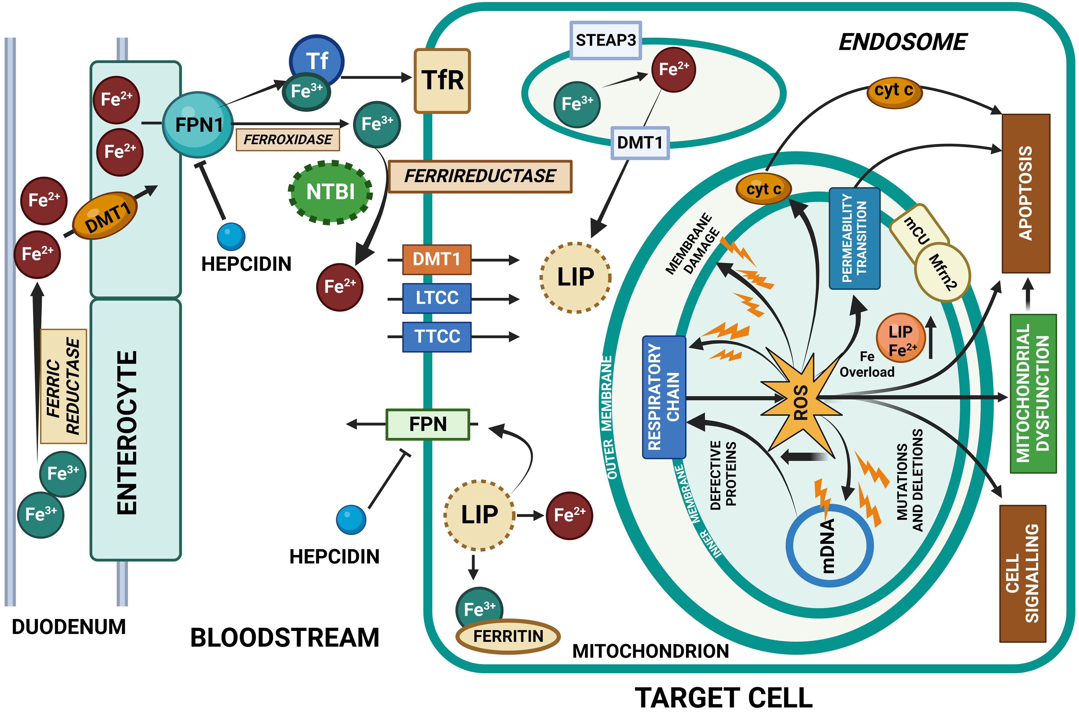 Hepcidin suppresses the iron uptake from duodenal cells by sequestering the iron import through FPN transporters.